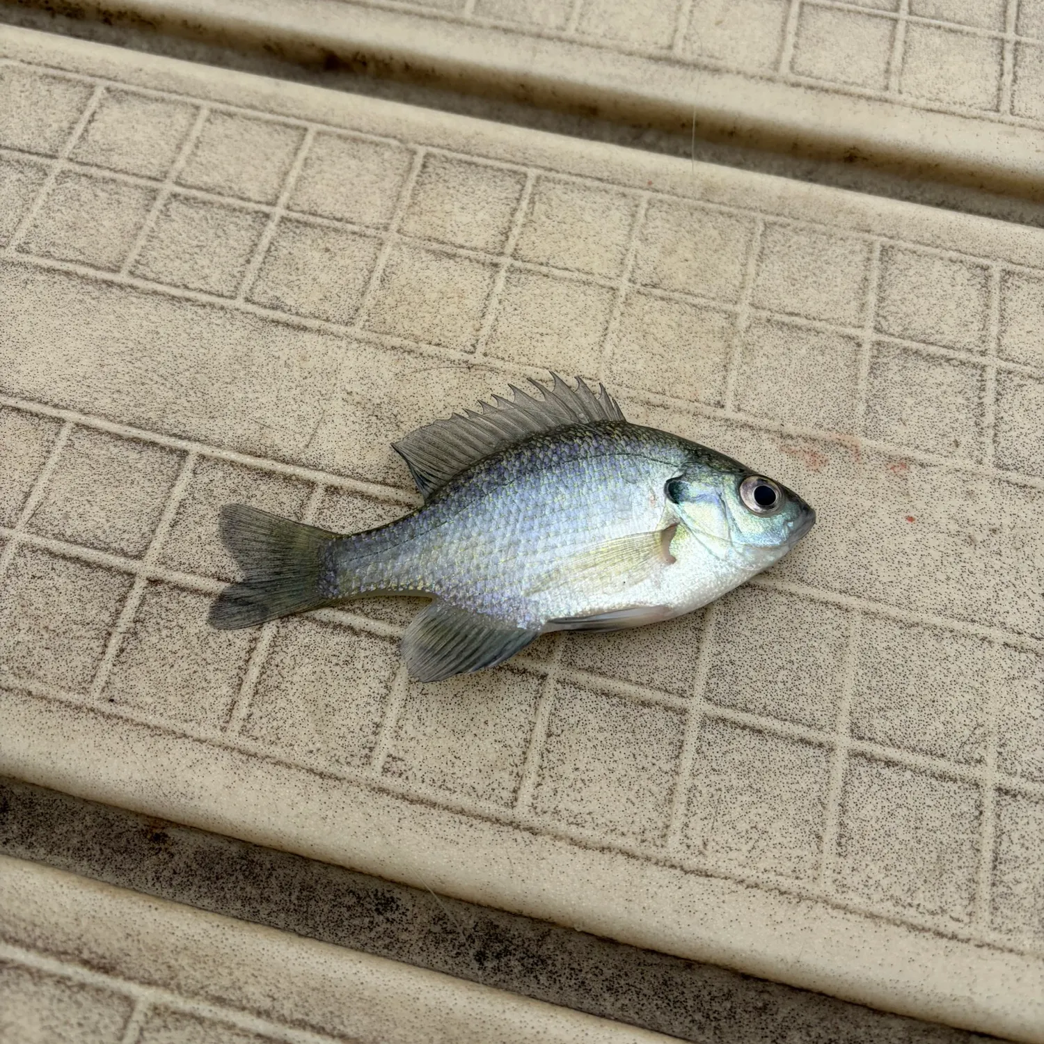 White crappie caught on Fishbrain