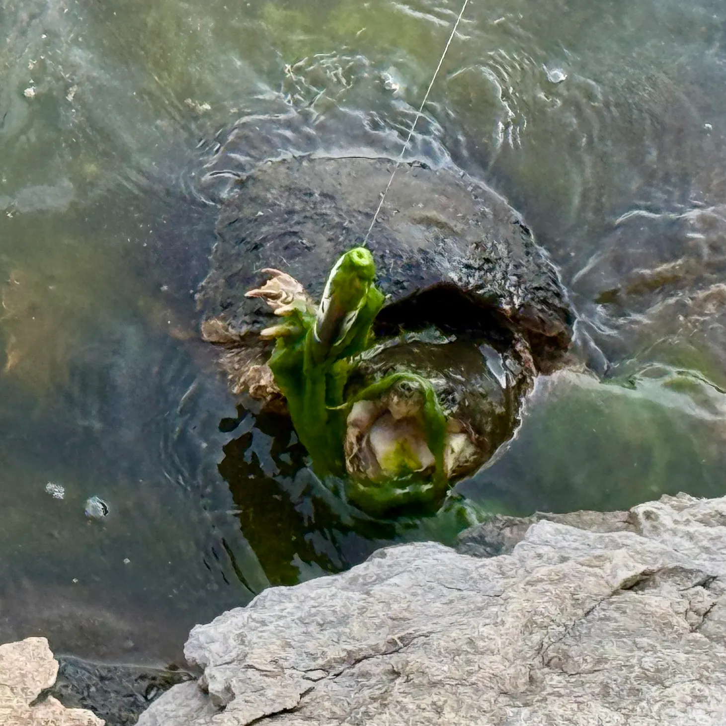 Common snapping turtle caught on Fishbrain