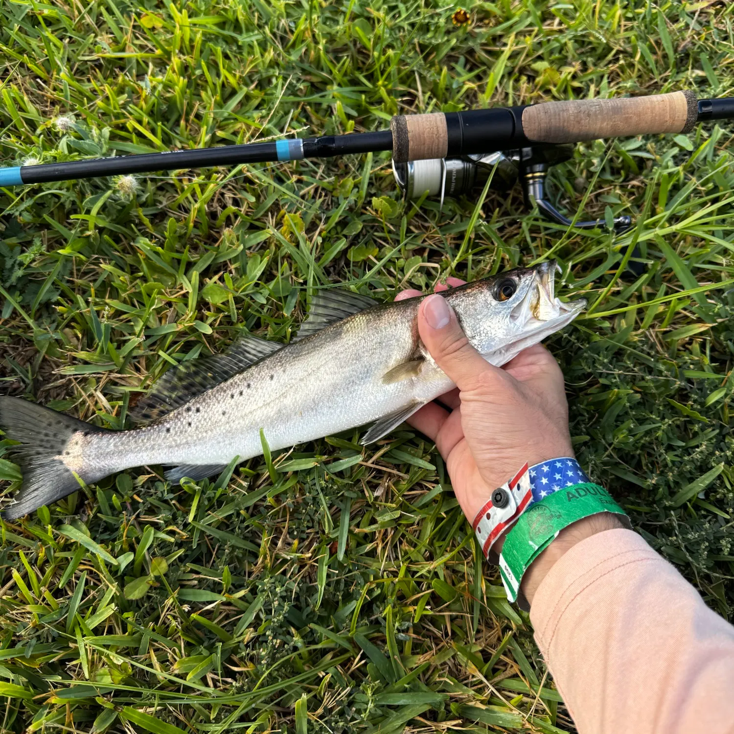 Spotted seatrout caught on Fishbrain