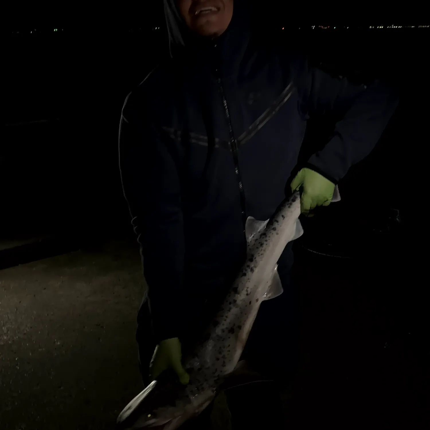 The most recent Broadnose sevengill shark catches on Fishbrain