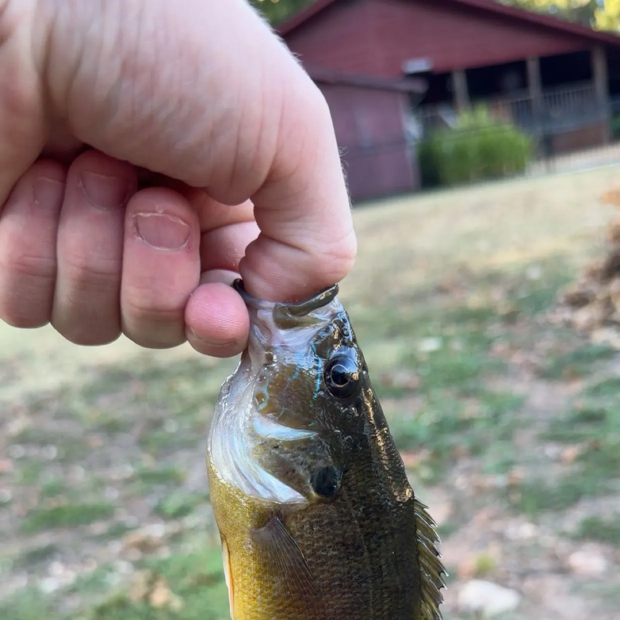 Green sunfish caught on Fishbrain