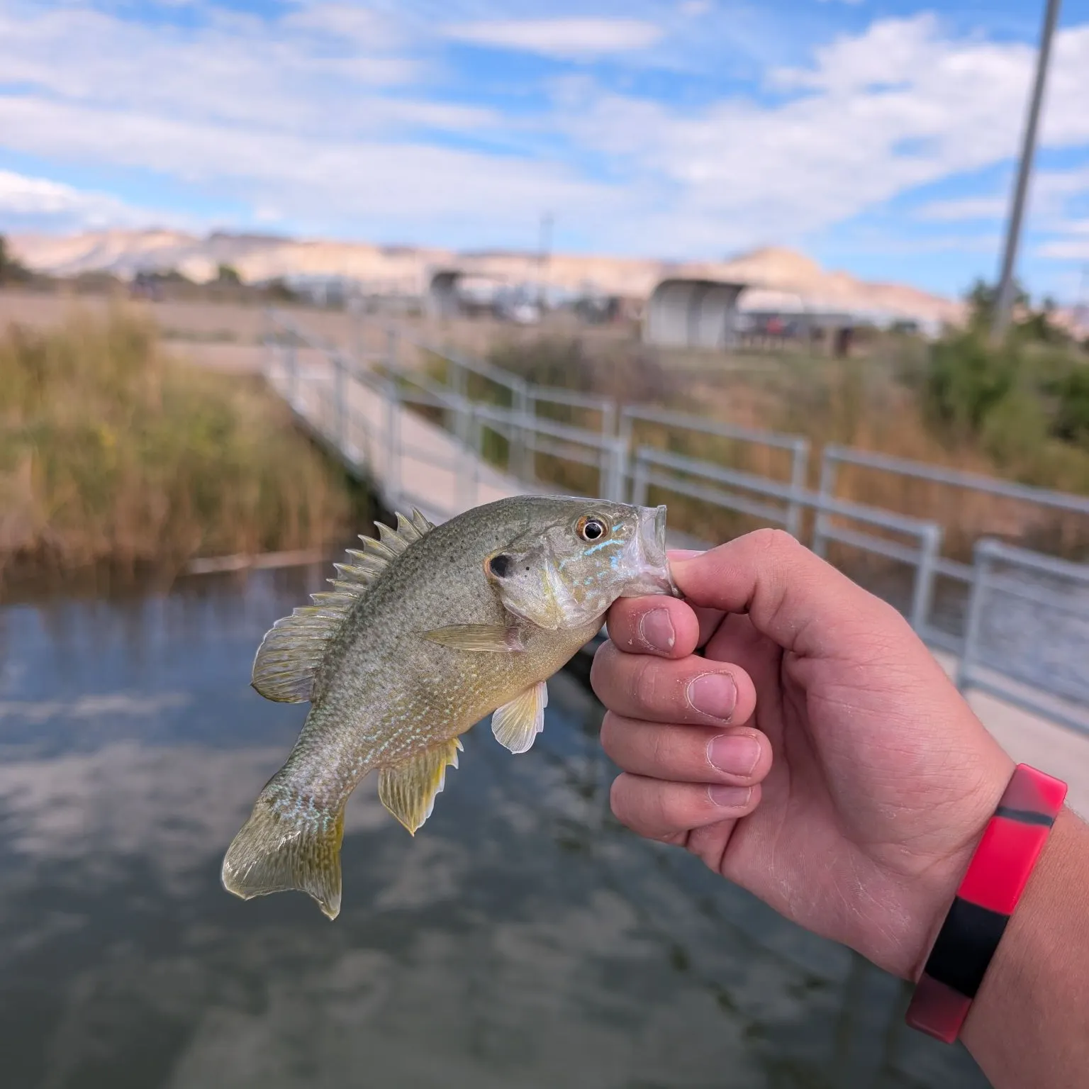 Green sunfish caught on Fishbrain