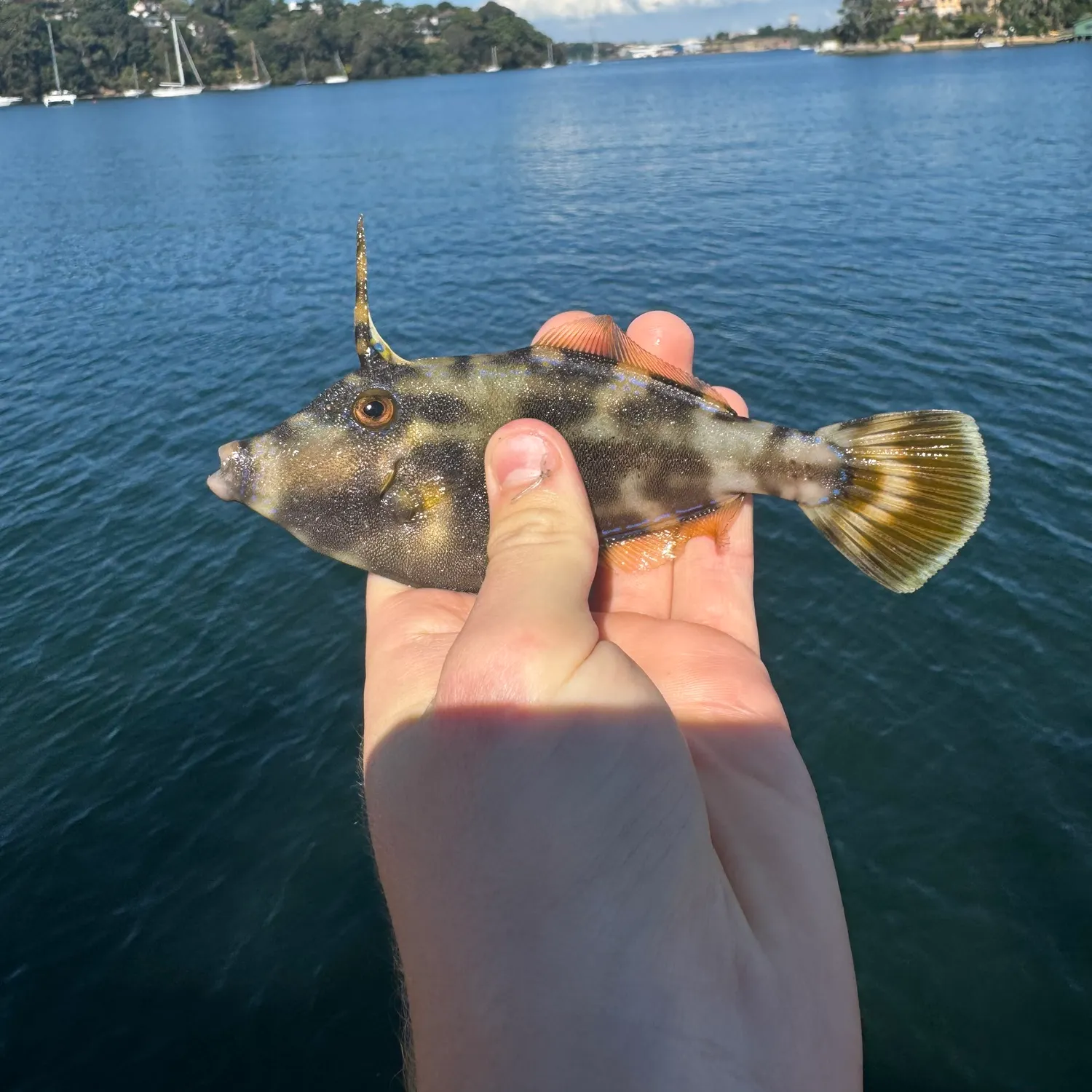 The most popular recent Yellowfin leatherjacket catch on Fishbrain