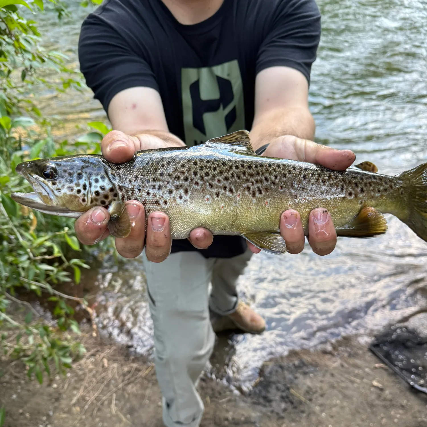 The most recent Brown trout catches on Fishbrain