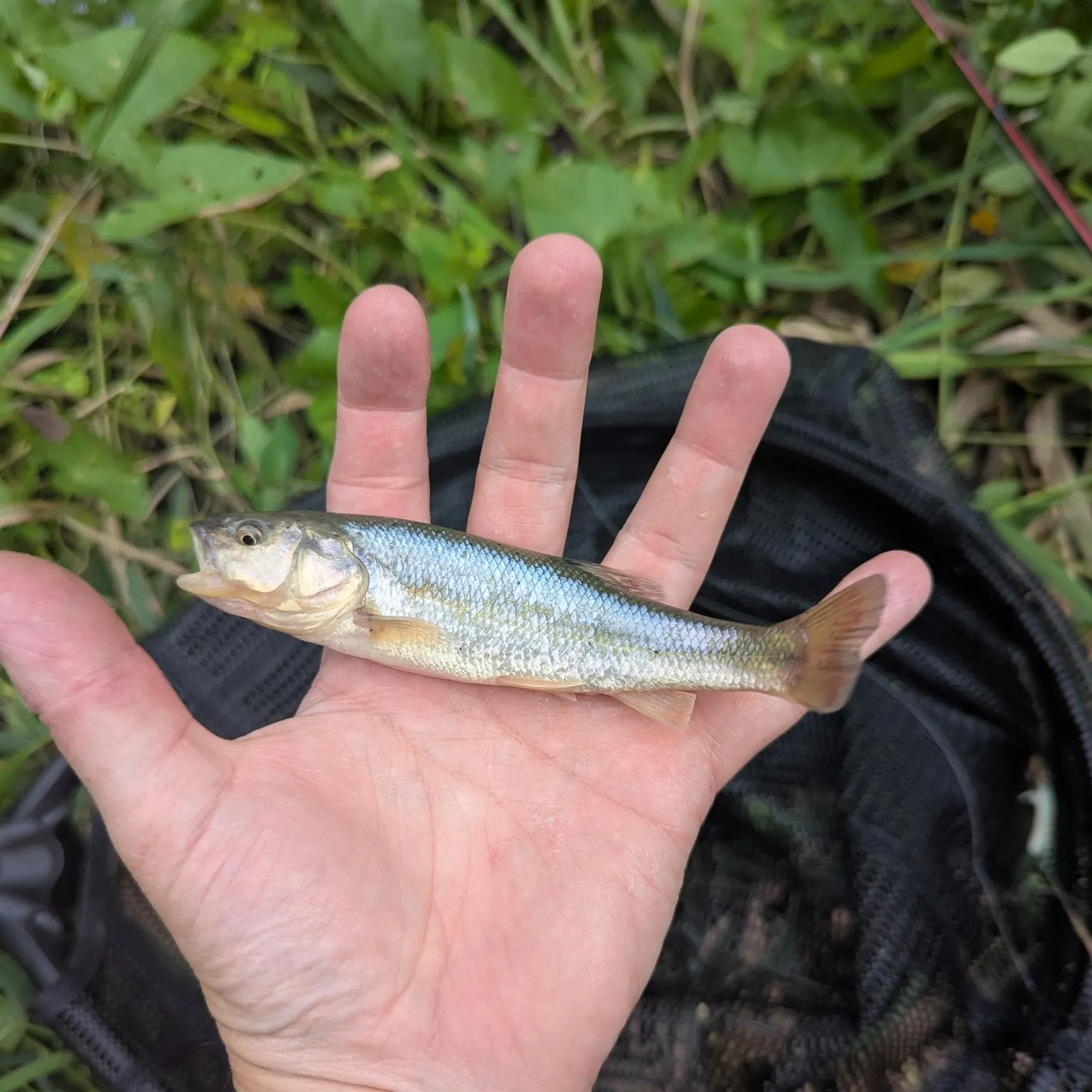 The most recent Creek chub catches on Fishbrain