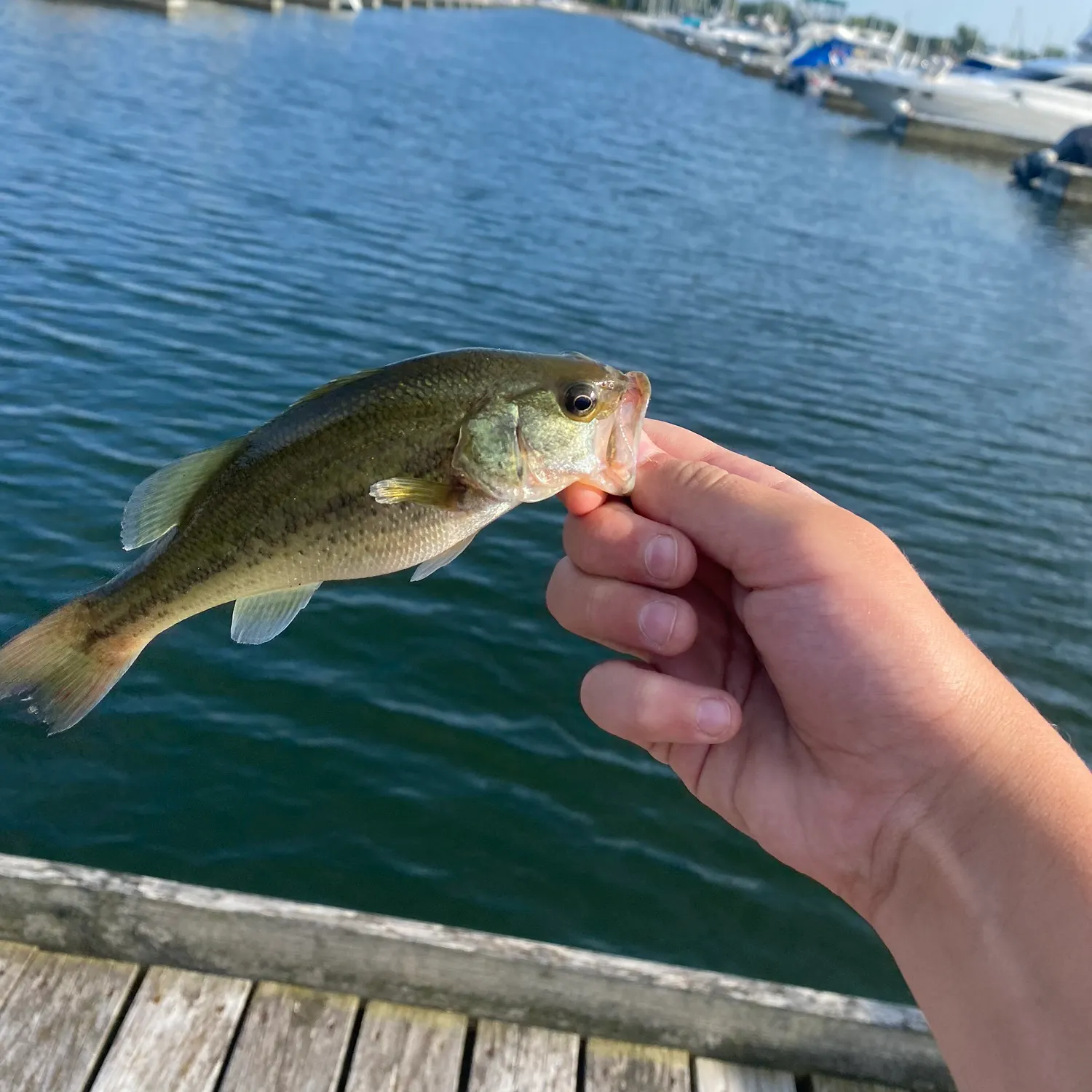 angler catch