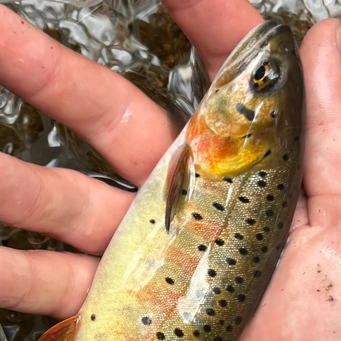 The most recent Greenback cutthroat trout catches on Fishbrain