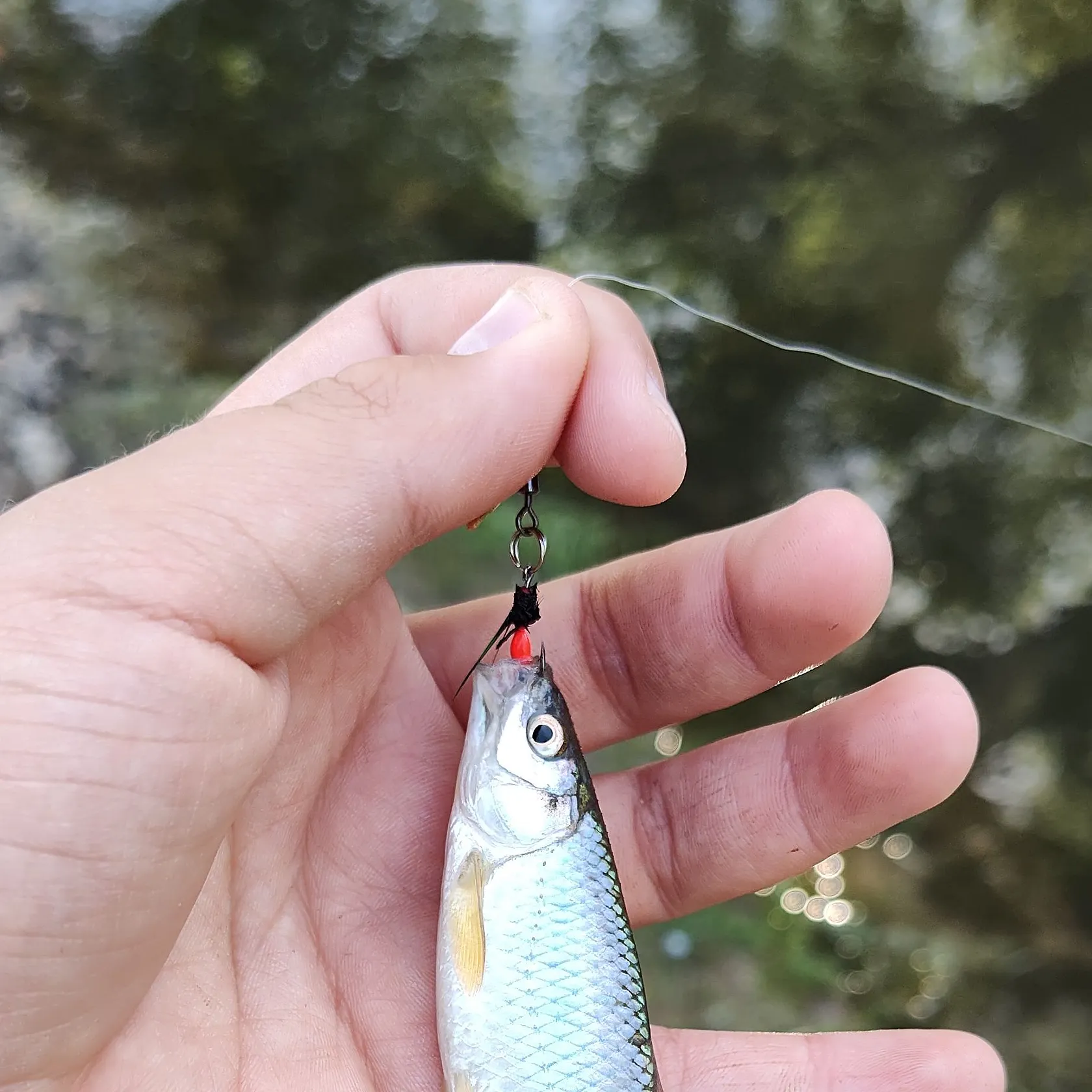 most liked catch image