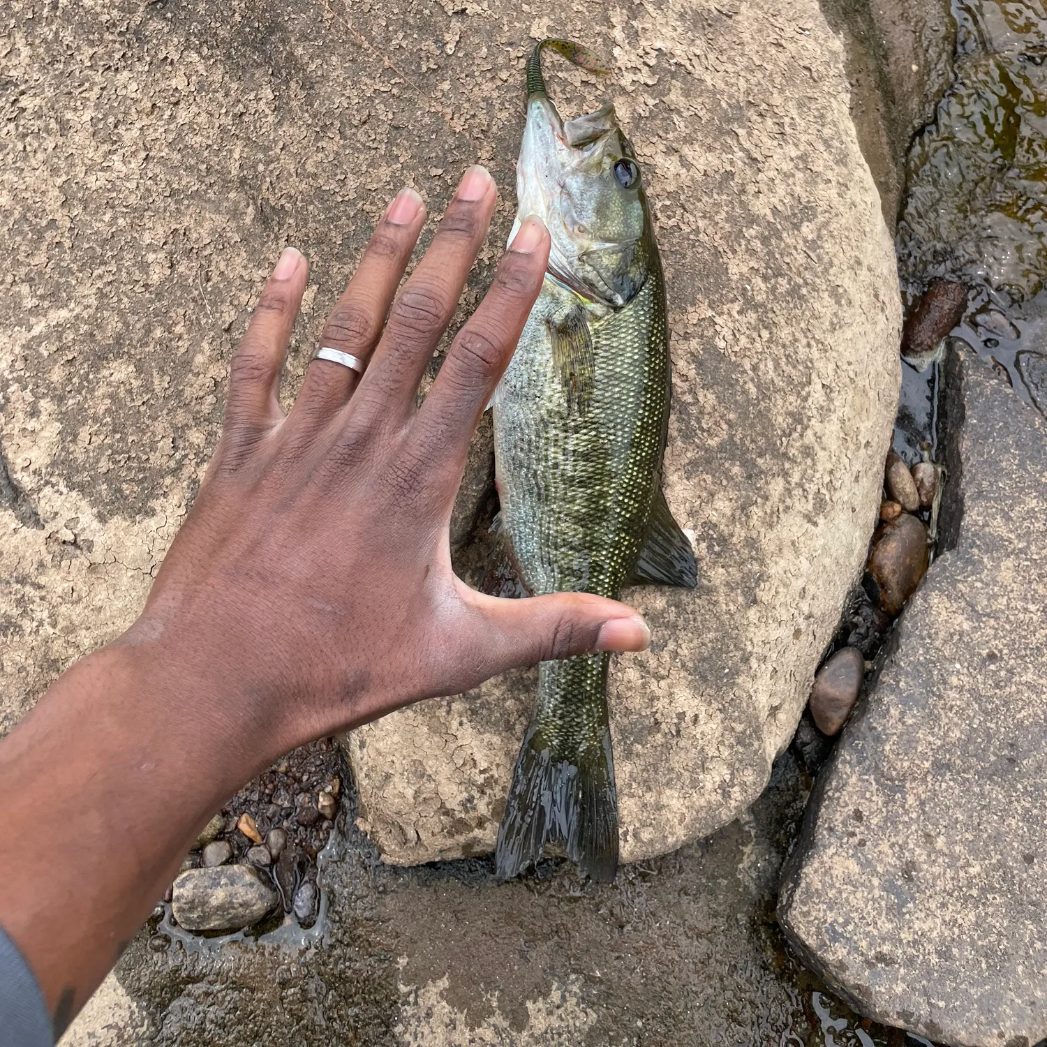 The most recent Guadalupe bass catches on Fishbrain