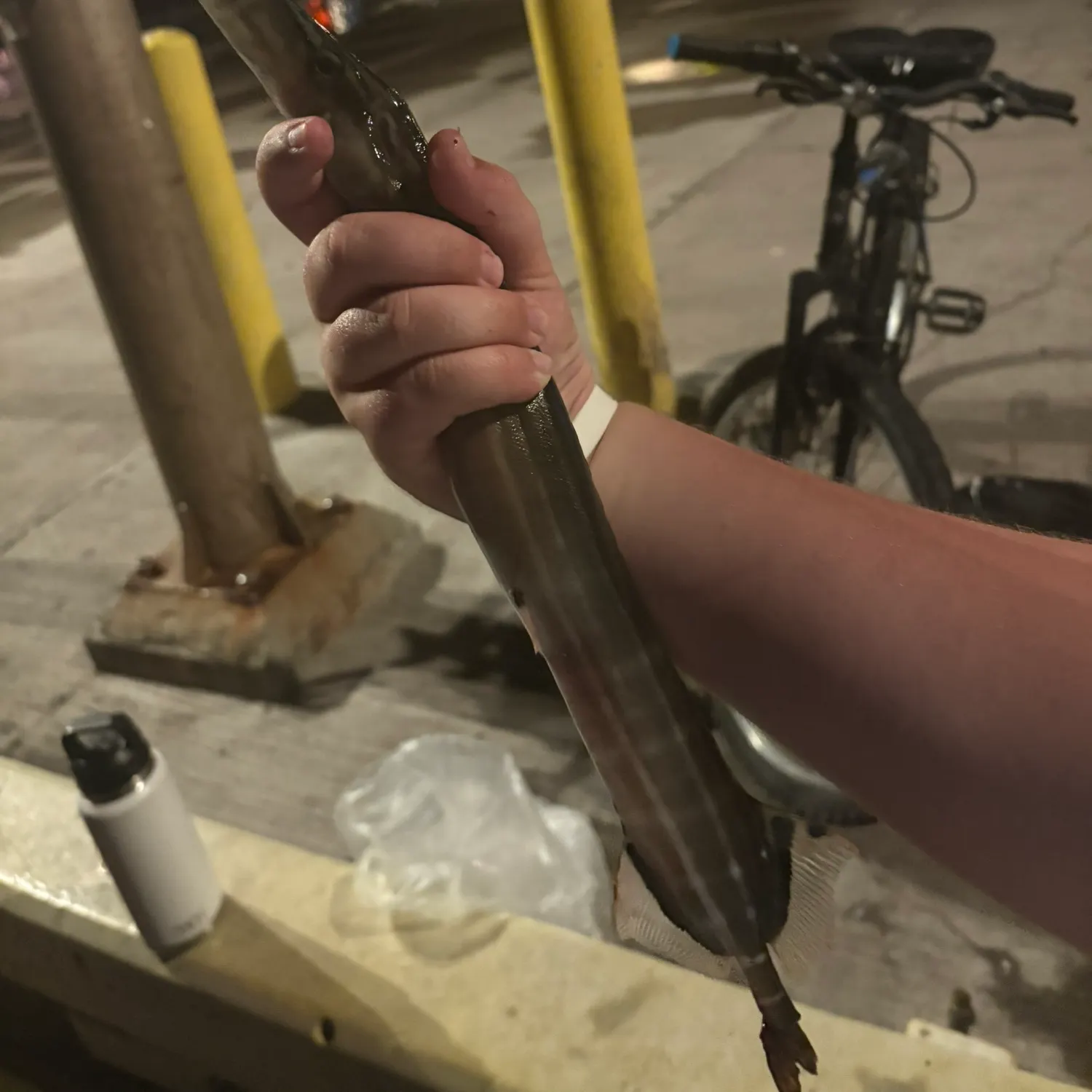 The most recent Chinese trumpetfish catches on Fishbrain