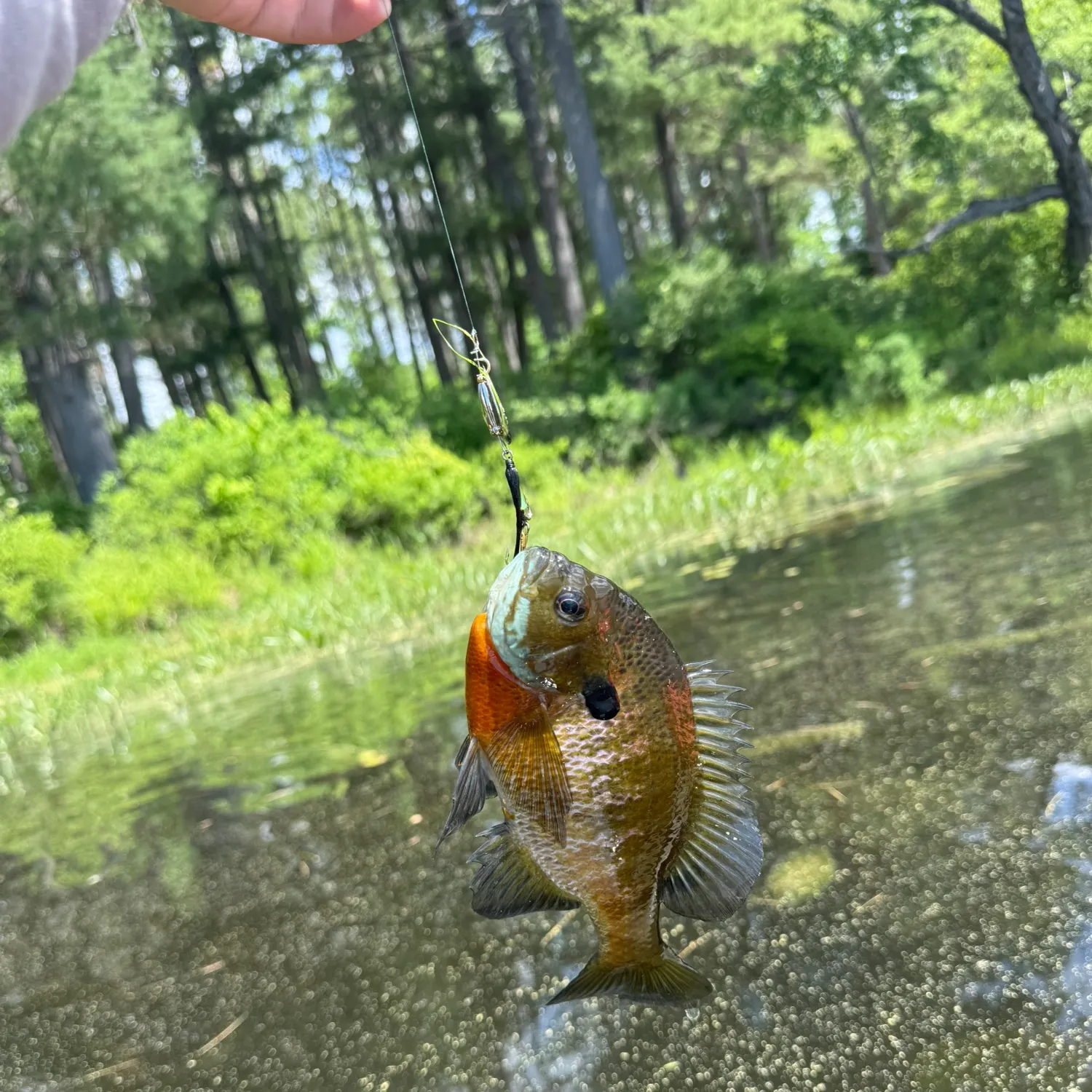 catch