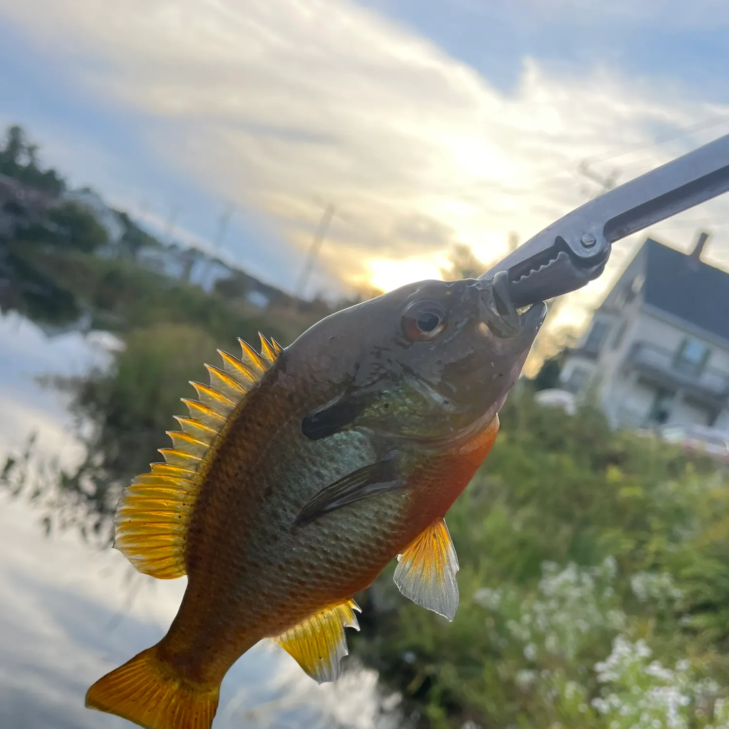 Redbreast sunfish caught on Fishbrain