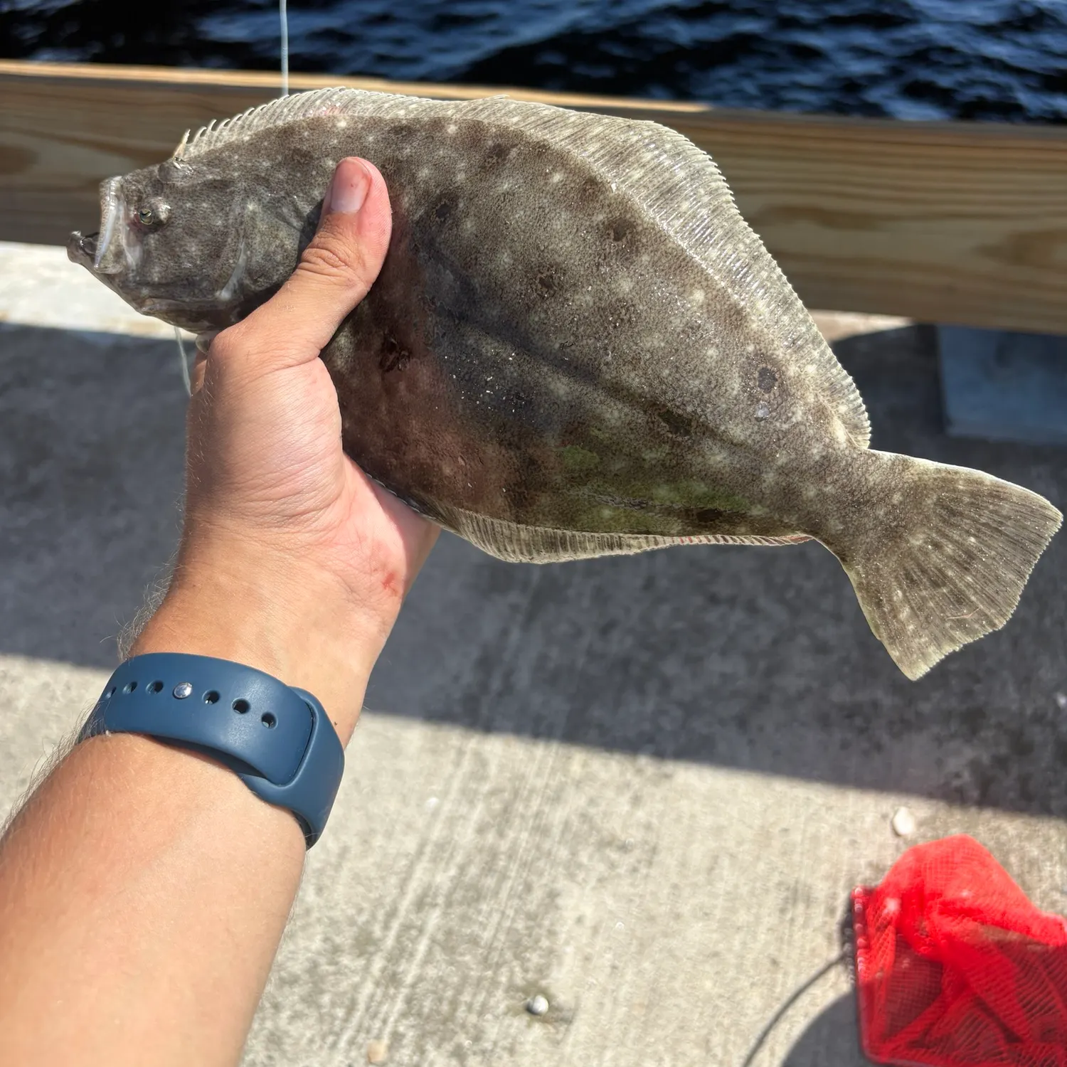 The most recent Summer flounder catches on Fishbrain