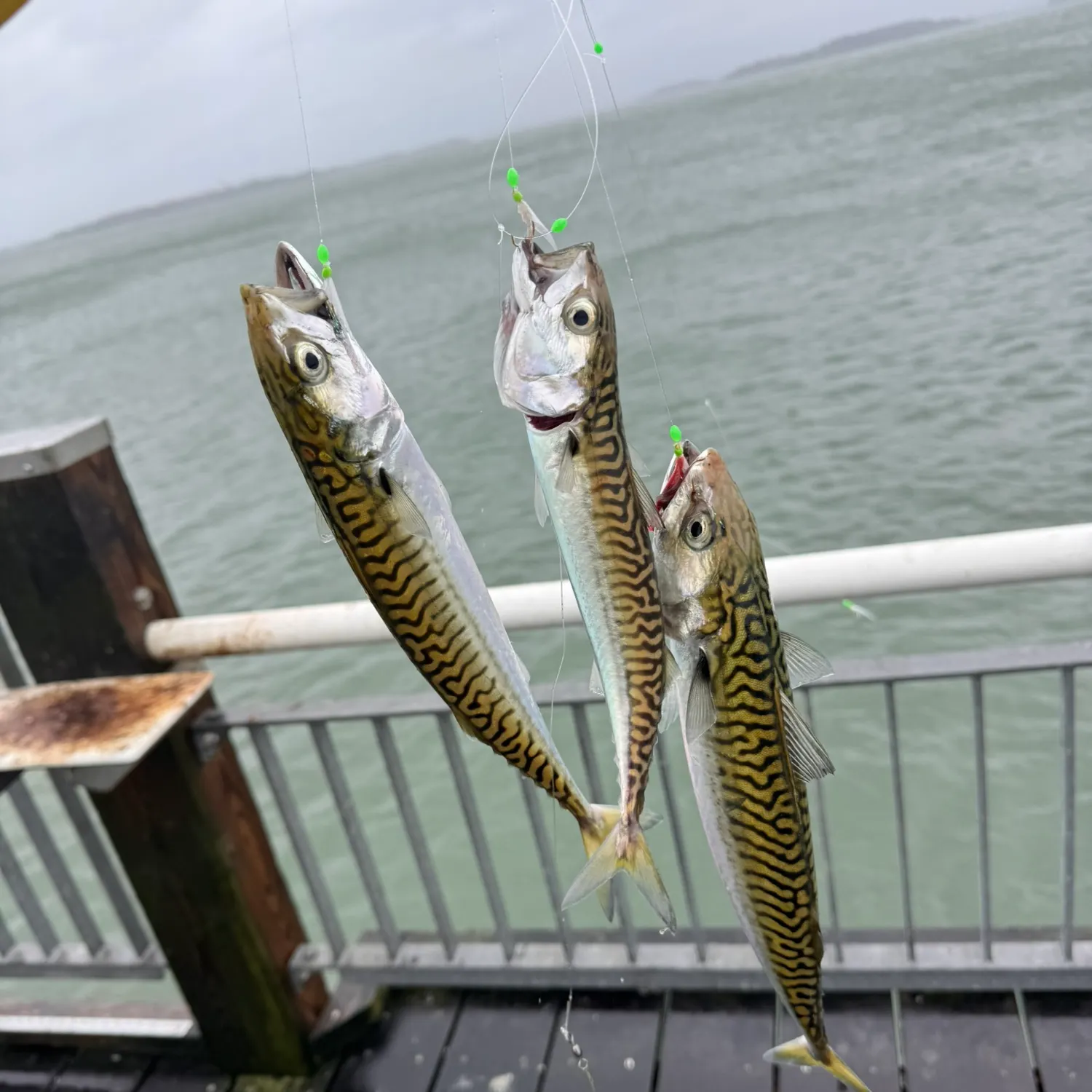 Atlantic mackerel caught on Fishbrain