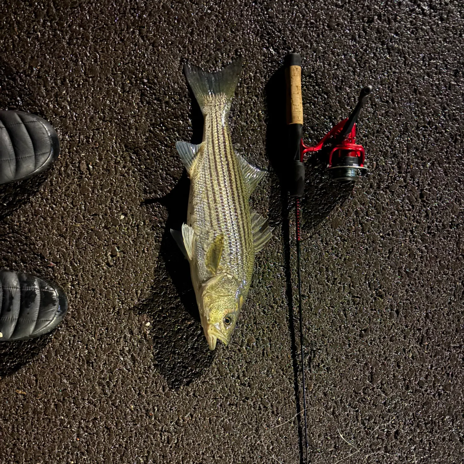 Striped bass caught on Fishbrain