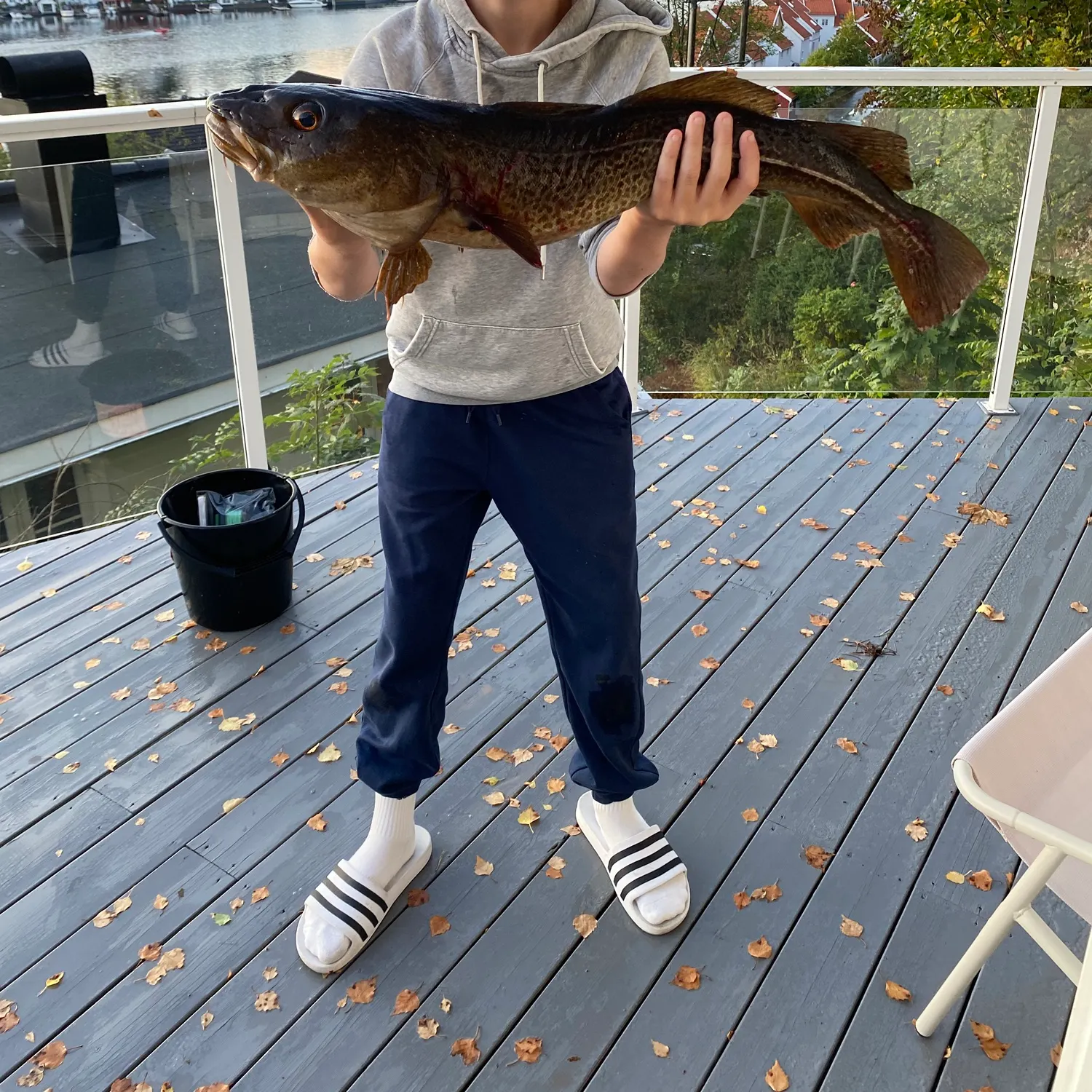 Atlantic cod caught on Fishbrain