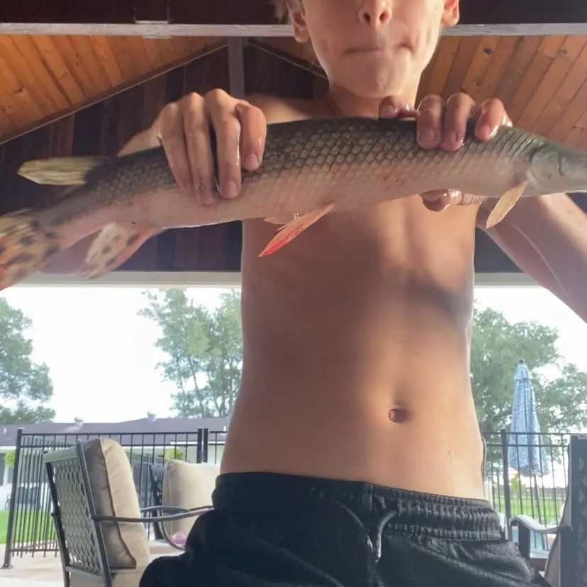 Shortnose gar caught on Fishbrain