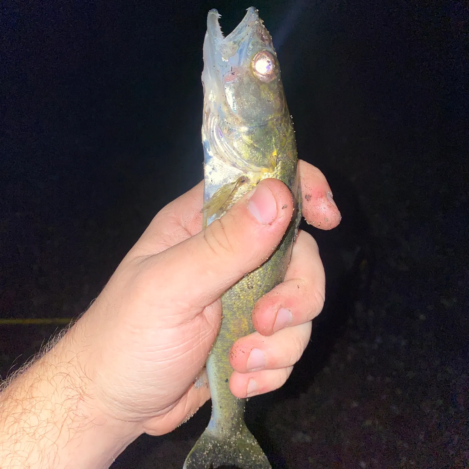 Walleye caught on Fishbrain