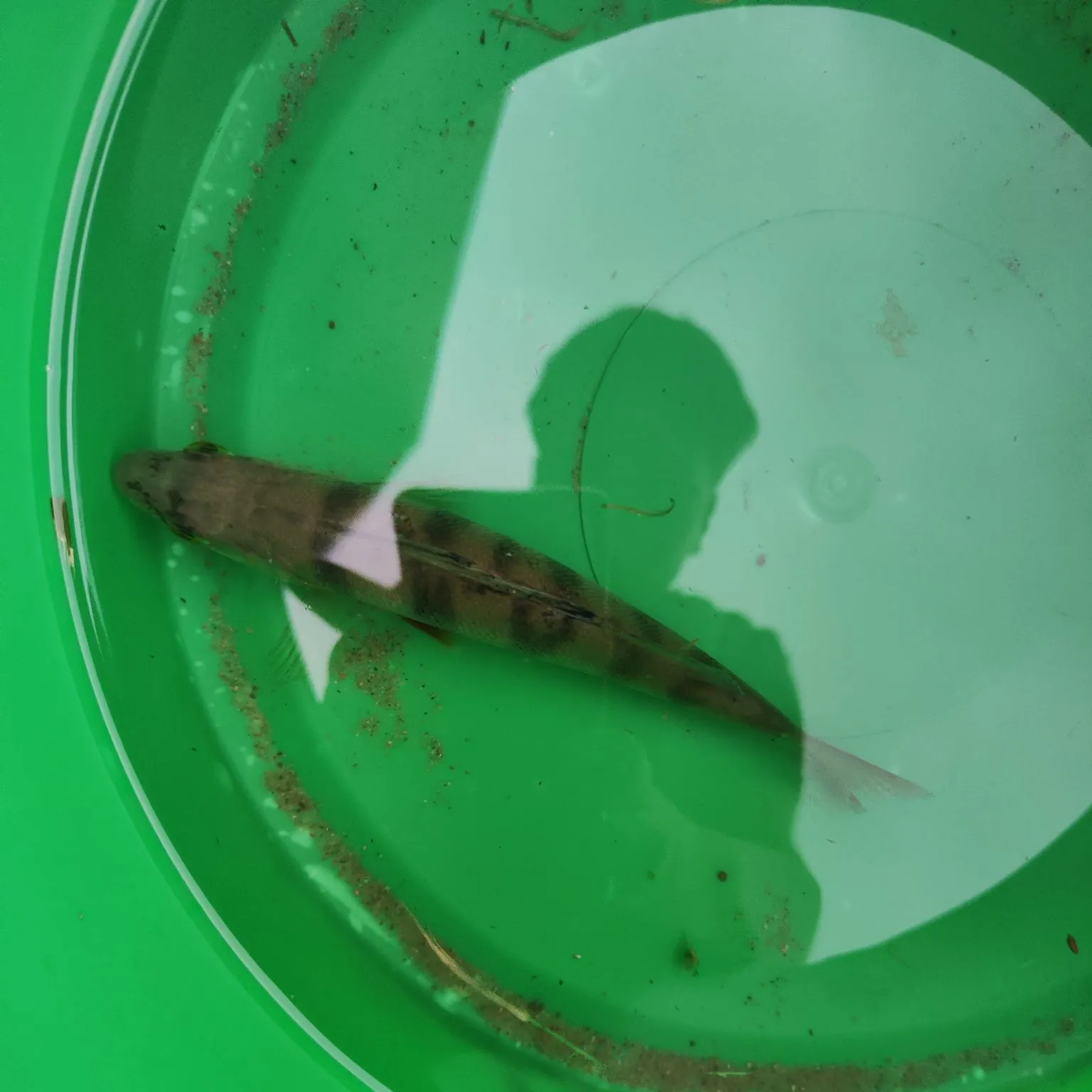 European perch caught on Fishbrain