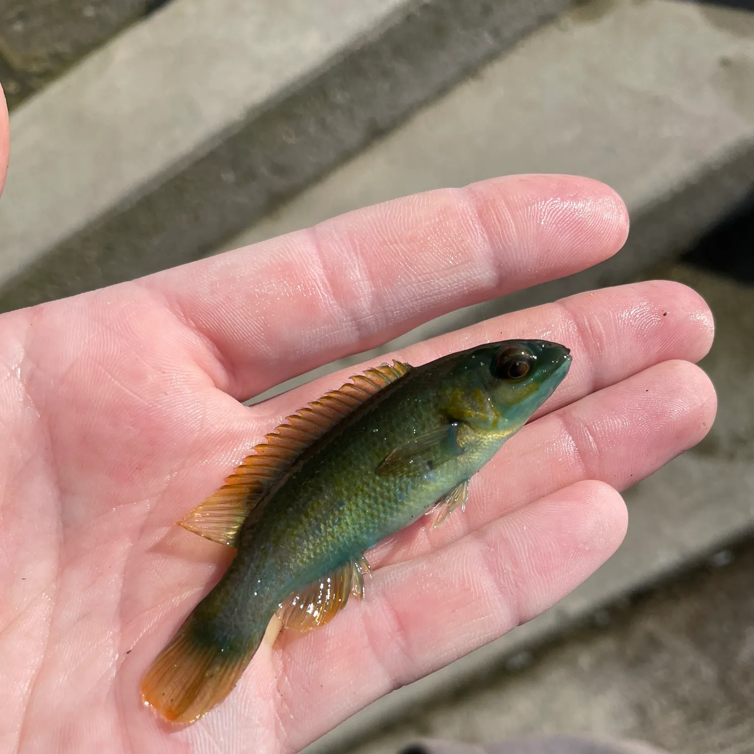 The most recent Cunner catches on Fishbrain