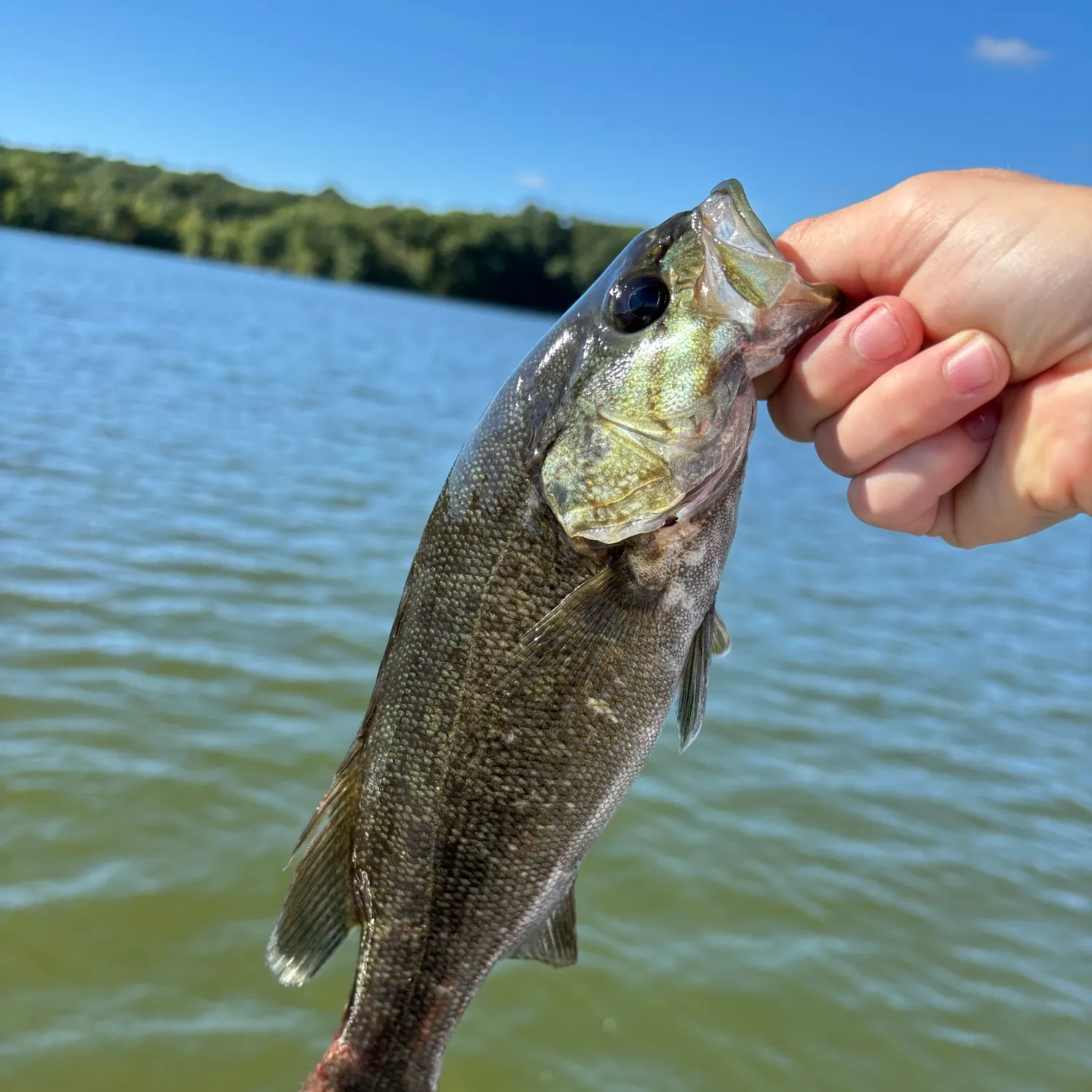 Smallmouth bass caught on Fishbrain