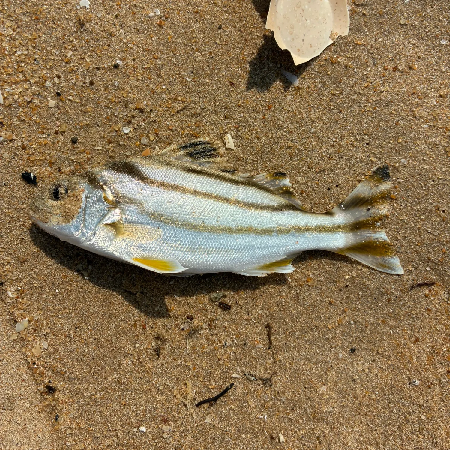 The most recent Largescaled terapon catches on Fishbrain