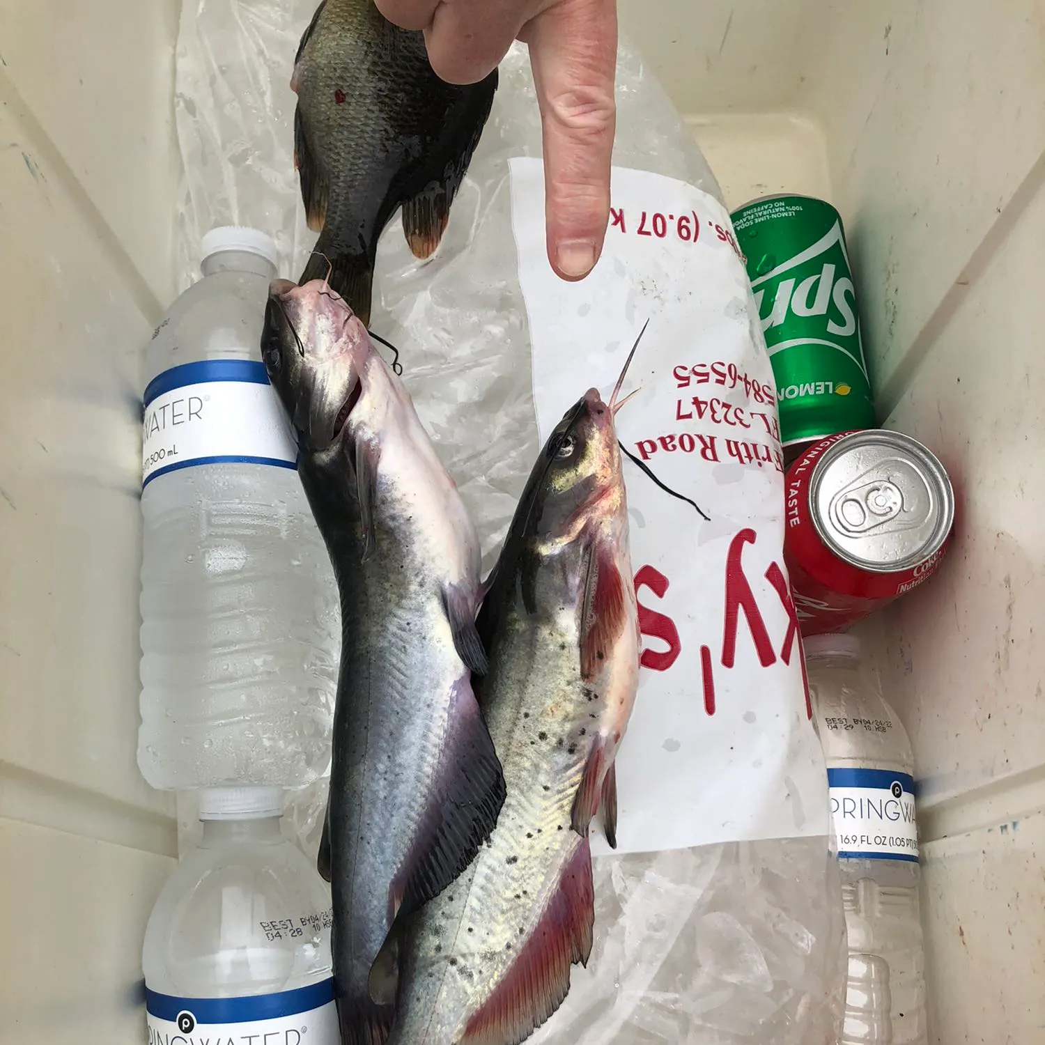 recently logged catches