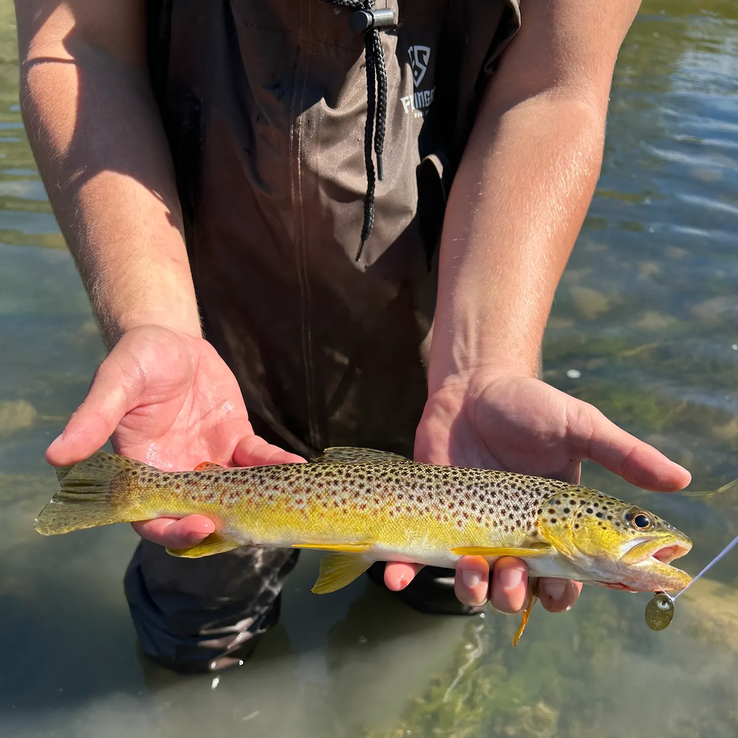 Brown trout caught on Fishbrain