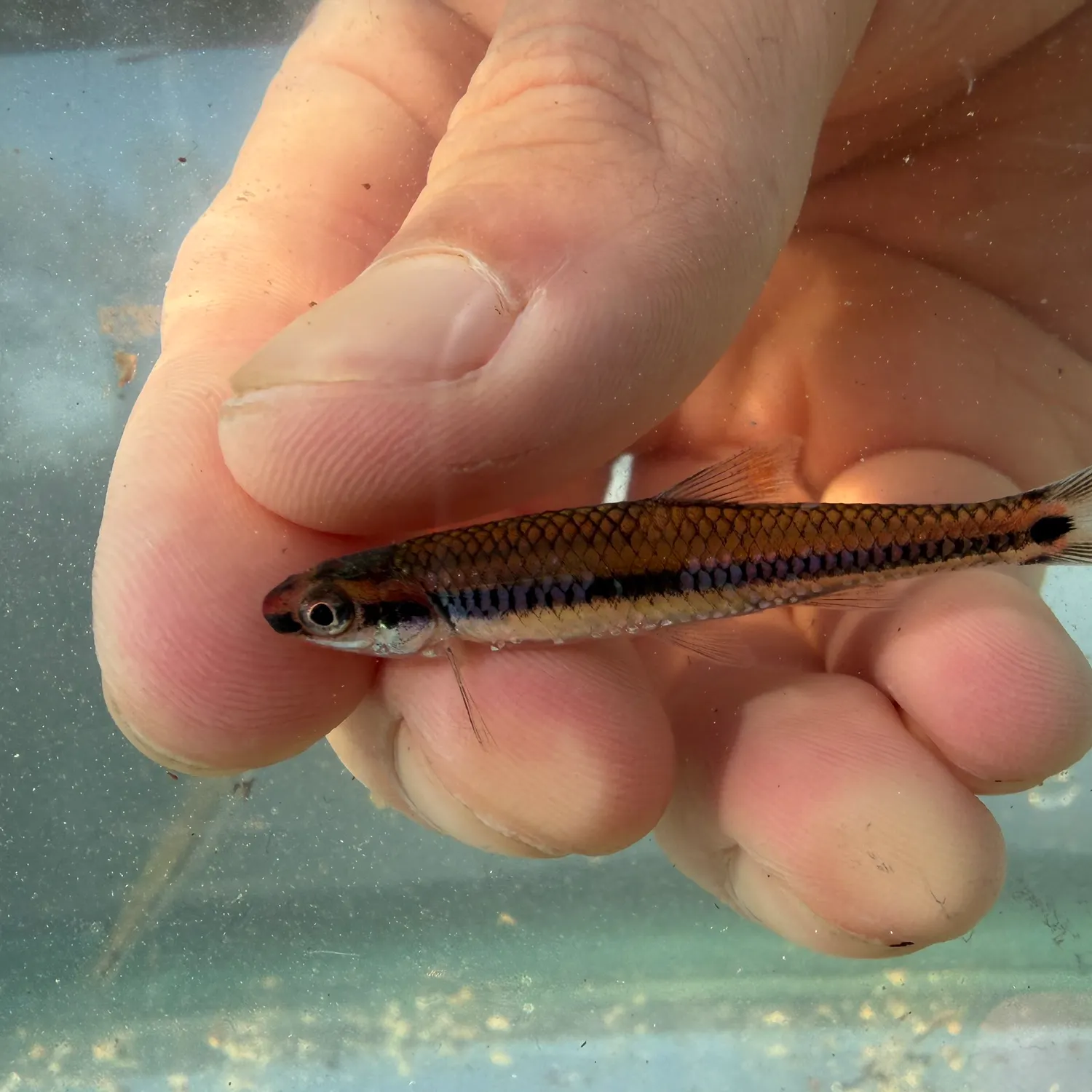 The most recent Taillight shiner catches on Fishbrain