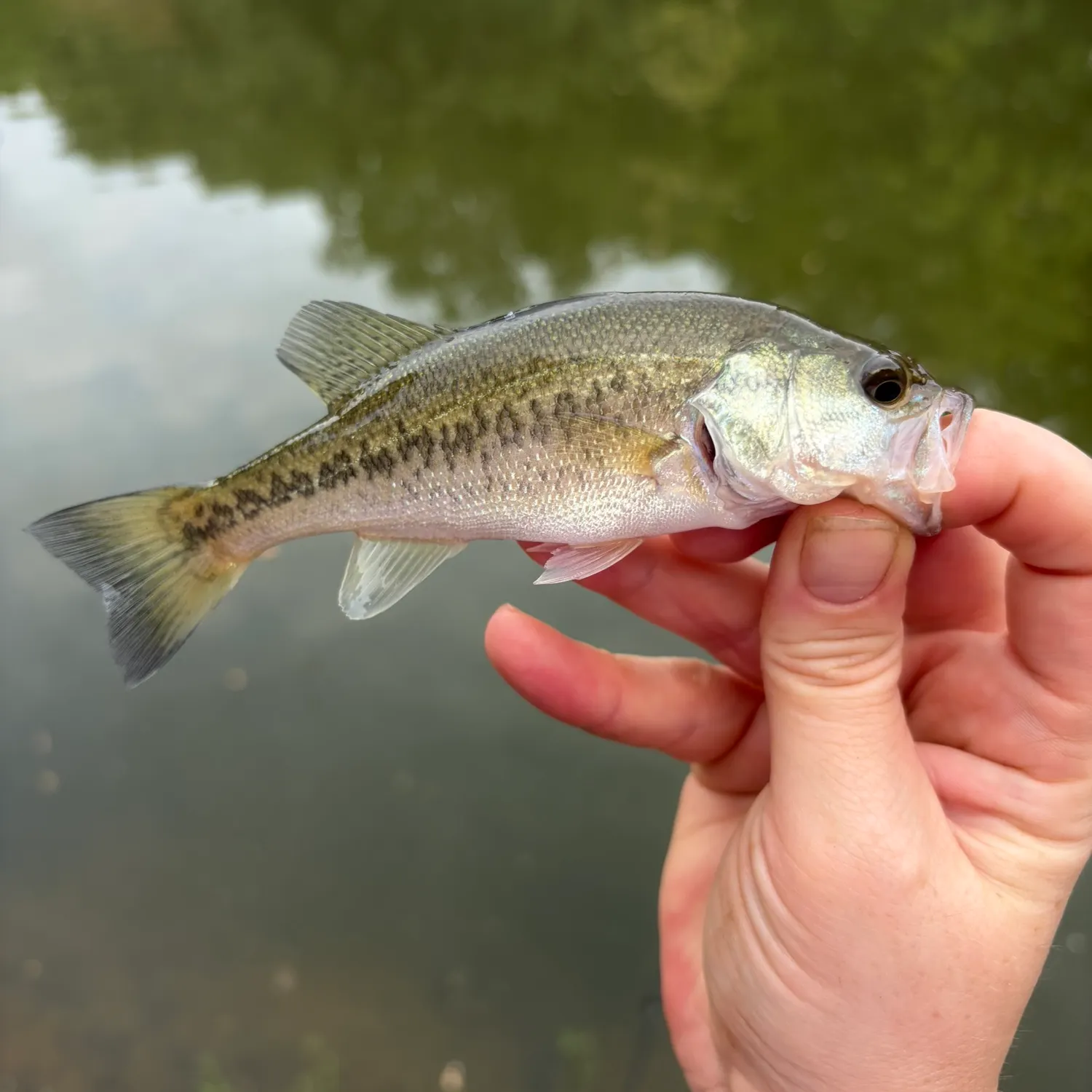 Spotted bass caught on Fishbrain