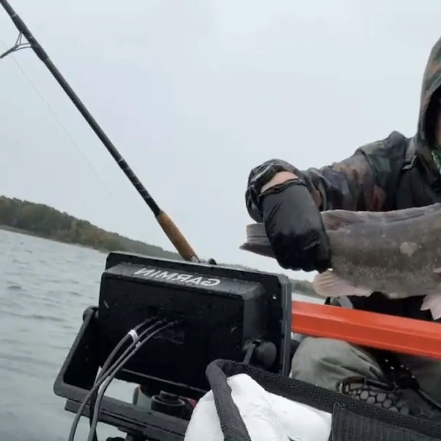 Tautog caught on Fishbrain