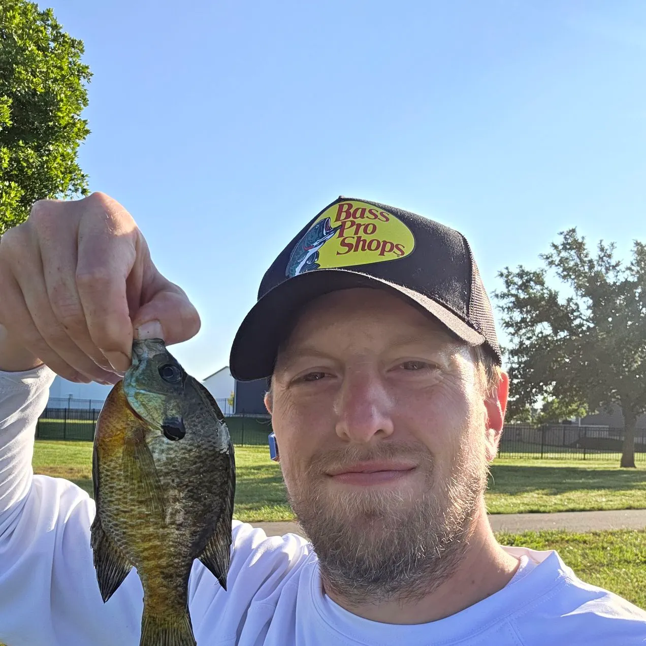 Bluegill caught on Fishbrain