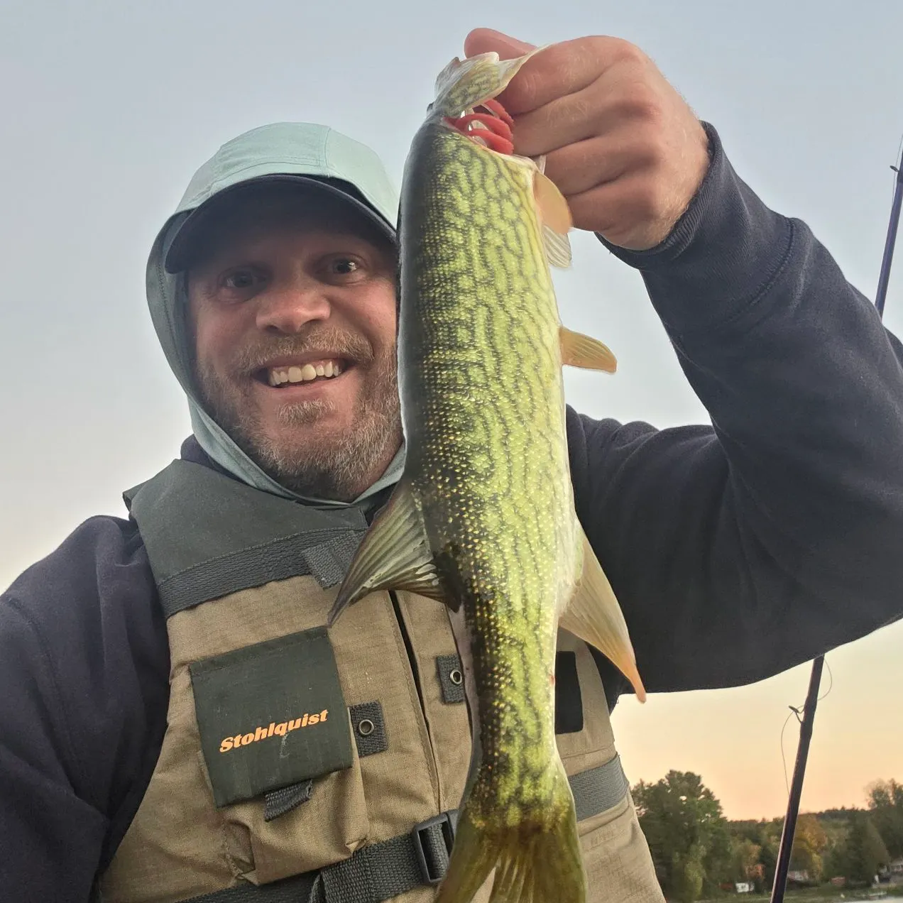 Chain pickerel caught on Fishbrain