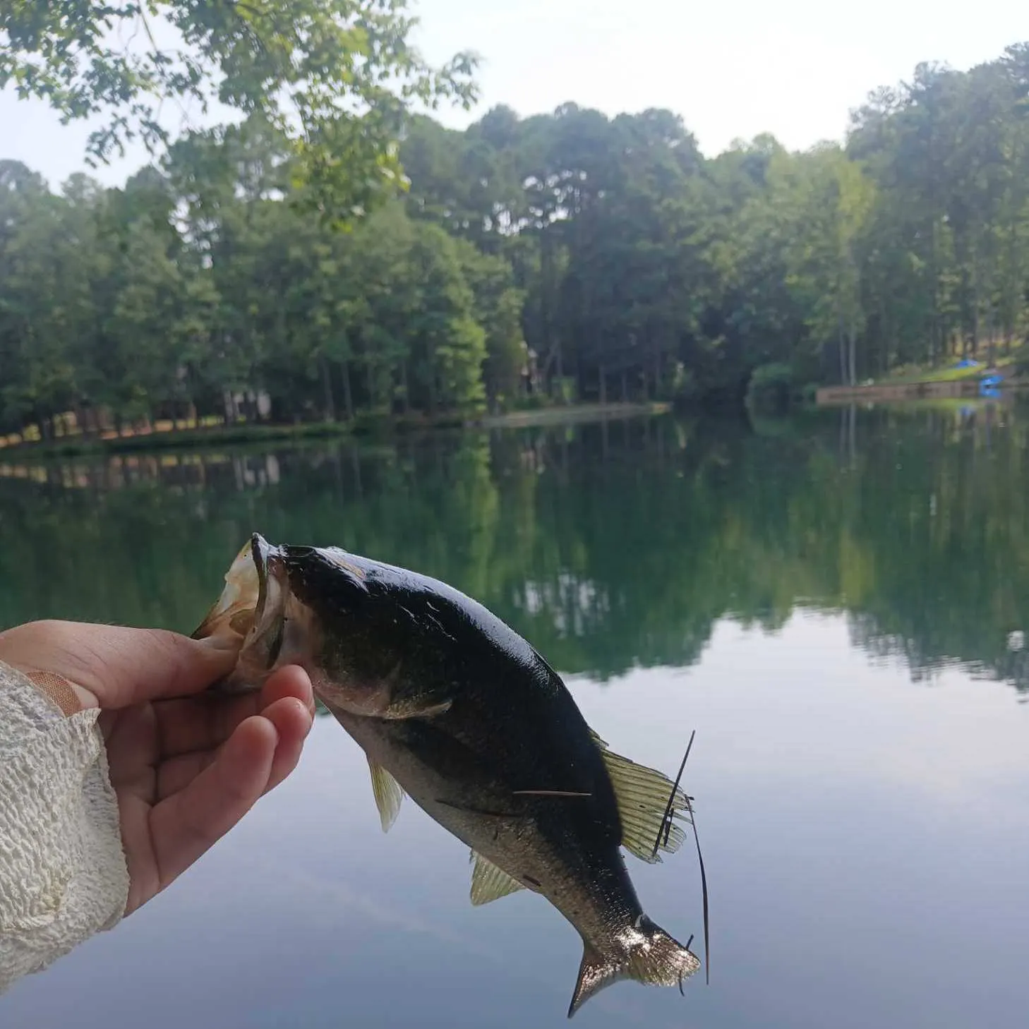 Largemouth bass caught on Fishbrain