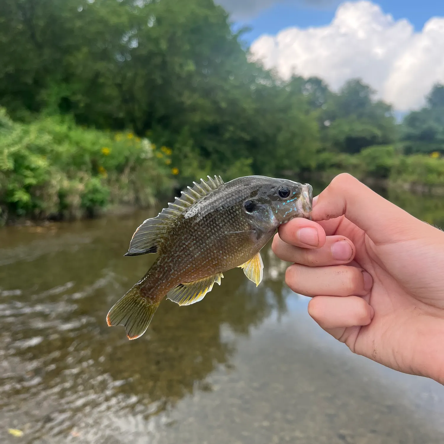 Green sunfish caught on Fishbrain