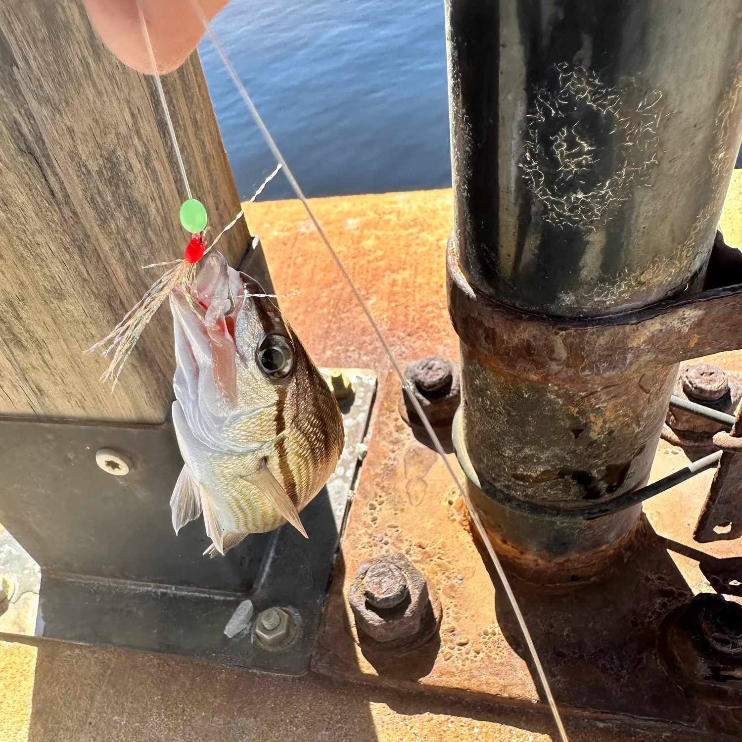 Tomtate grunt caught on Fishbrain