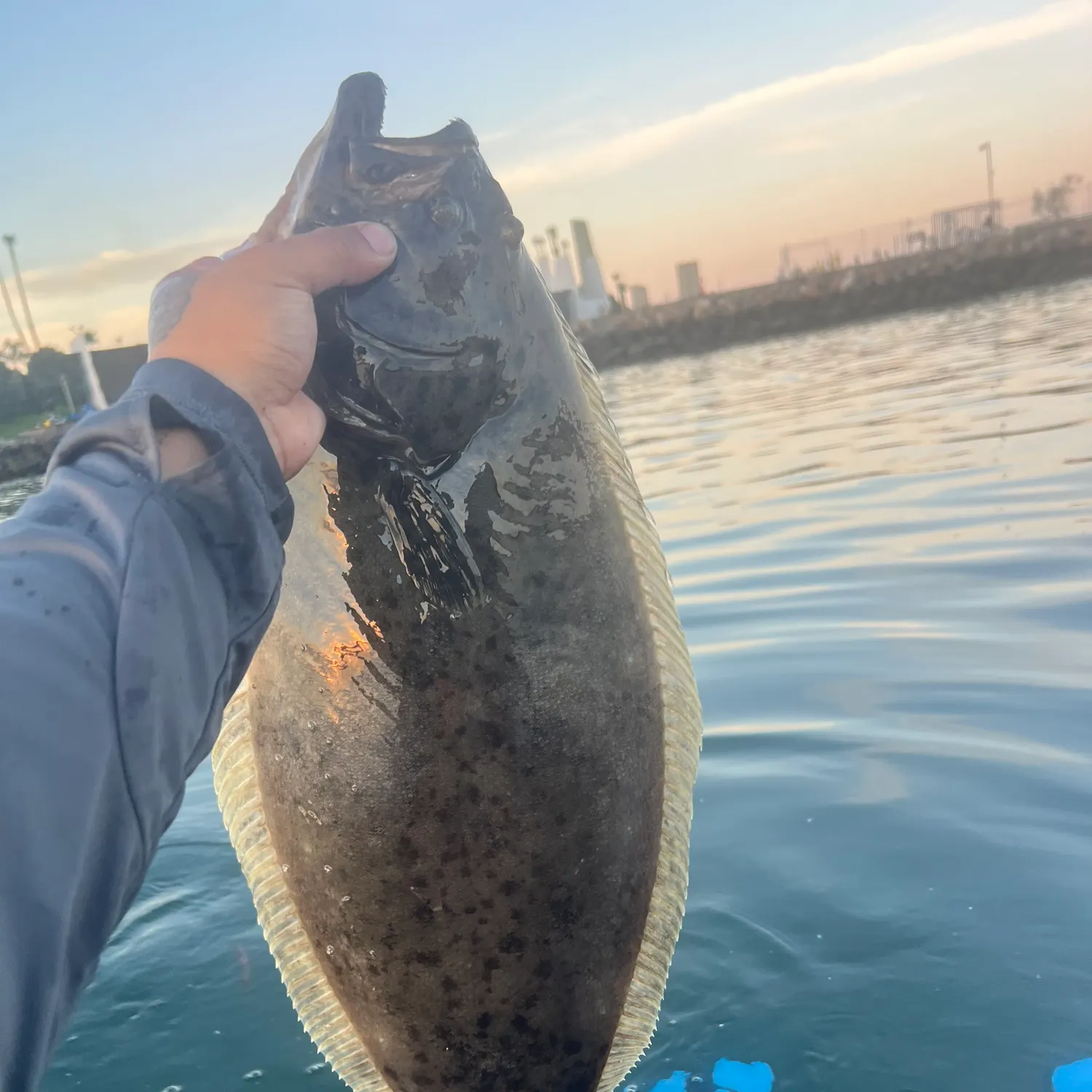The most recent California halibut catches on Fishbrain