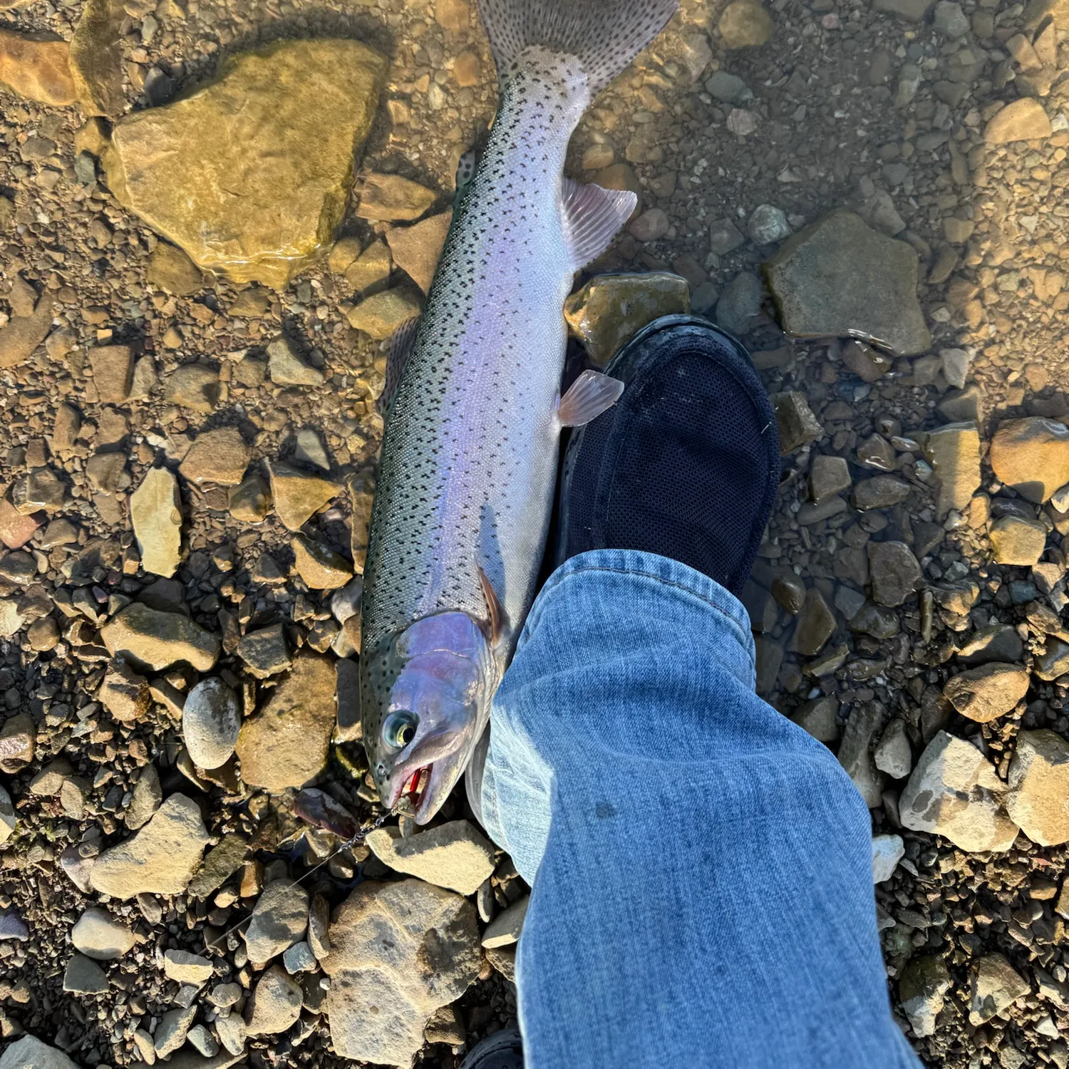 Fish caught on Fishbrain