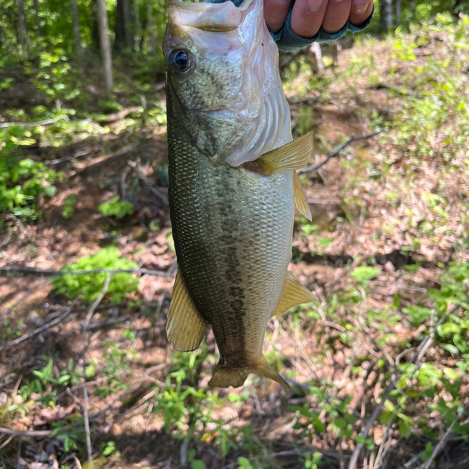 angler catch