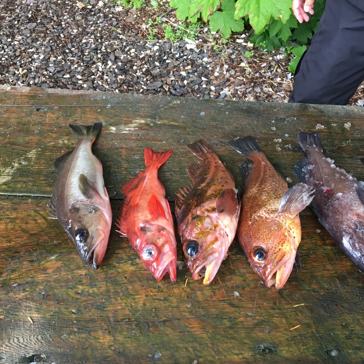 recently logged catches