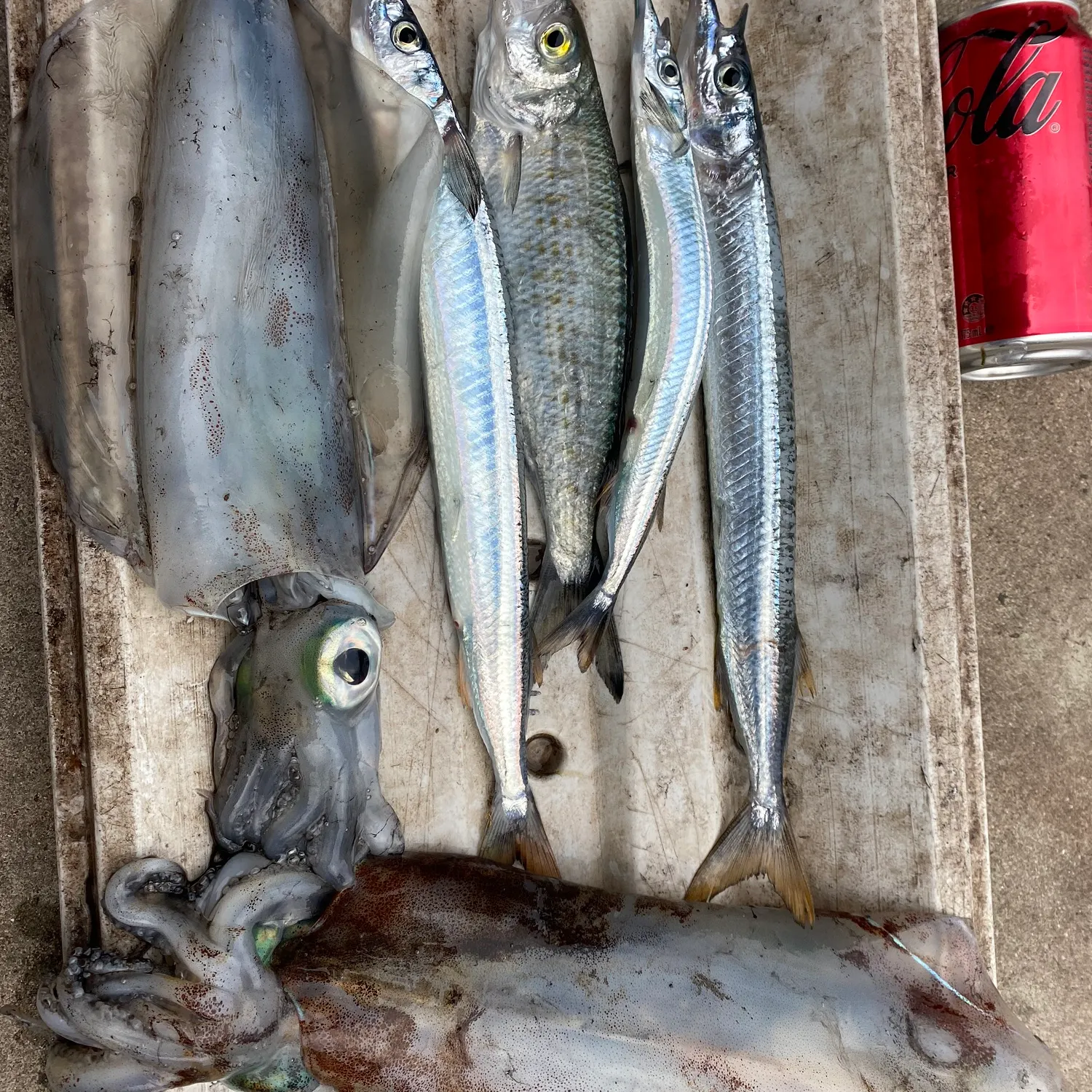 The most recent Southern garfish catches on Fishbrain