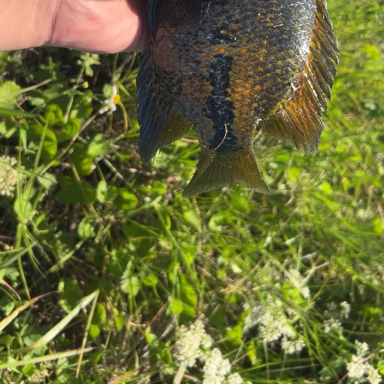 The most recent Redhead cichlid catches on Fishbrain
