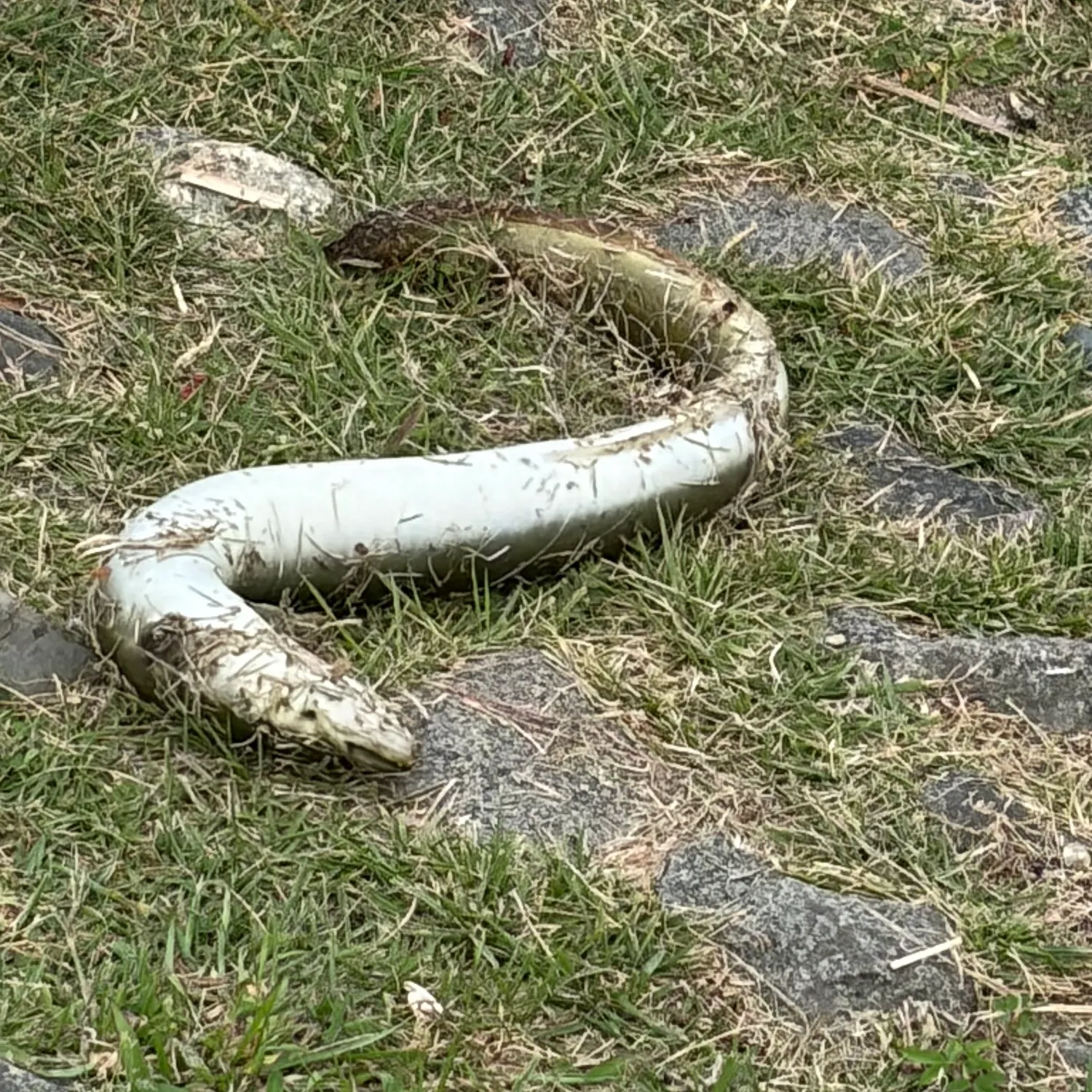 The most recent European eel catches on Fishbrain