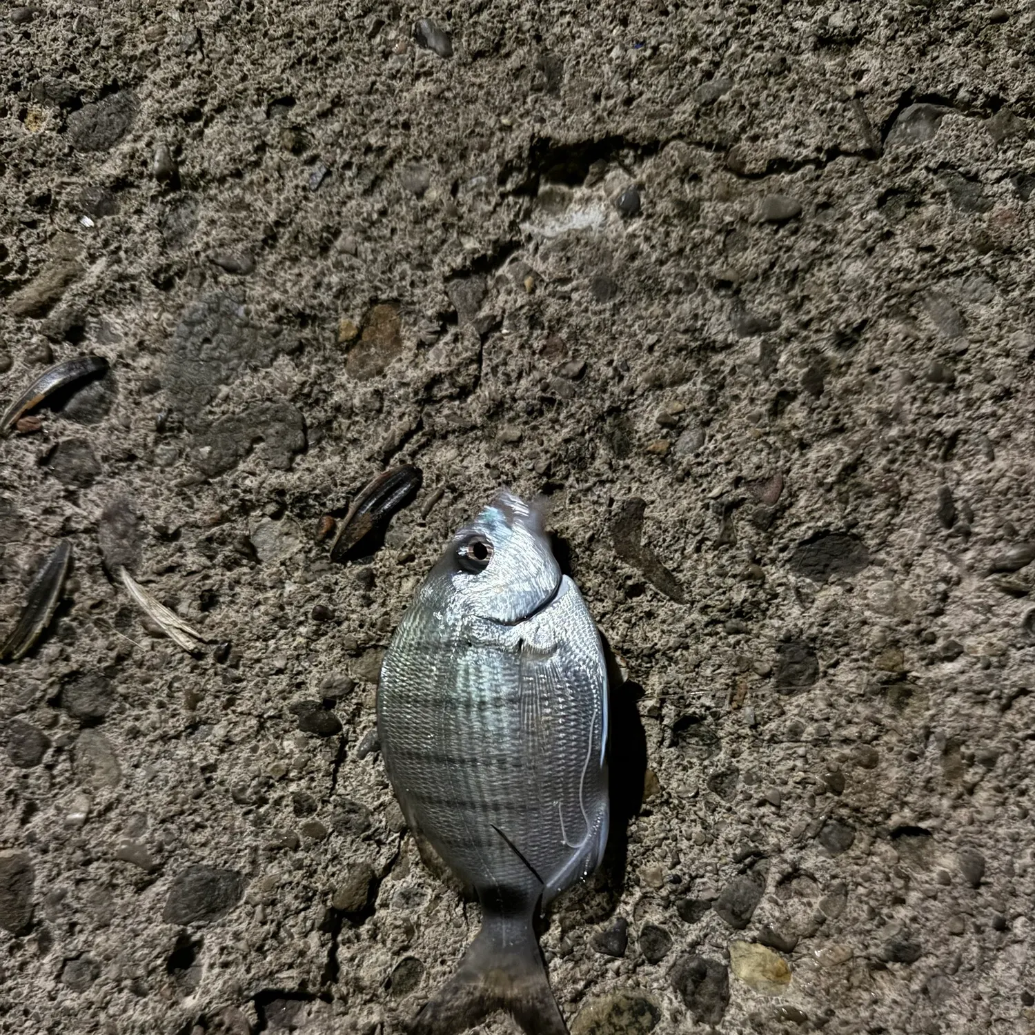 White seabream caught on Fishbrain