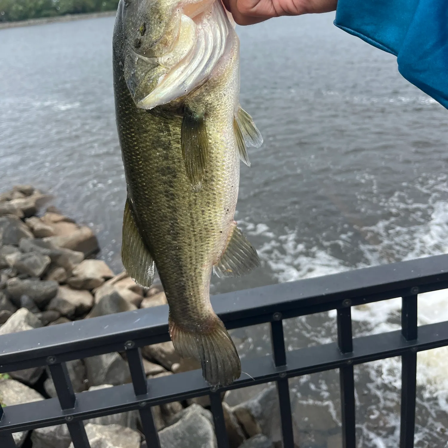 Fish caught on Fishbrain