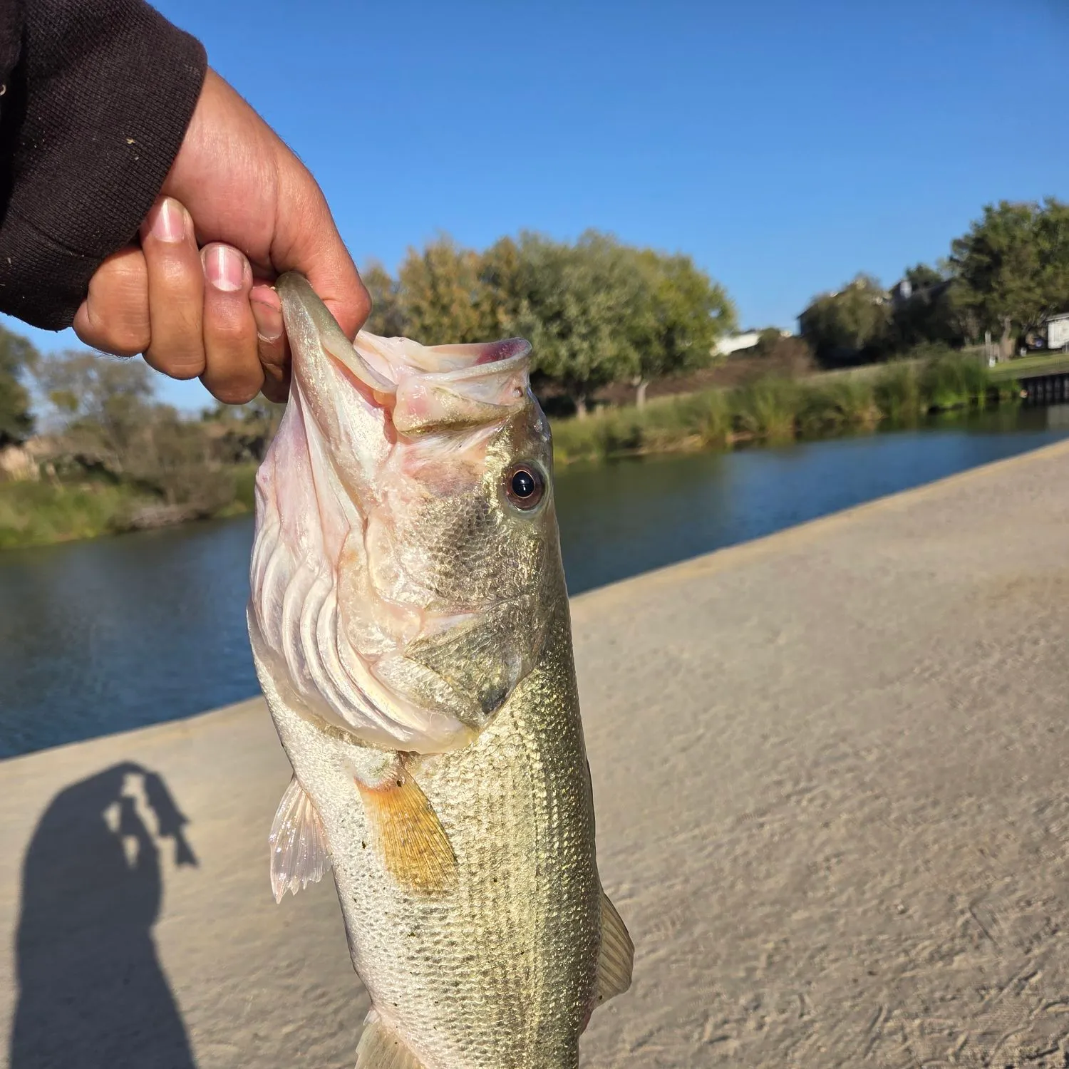 Largemouth bass caught on Fishbrain