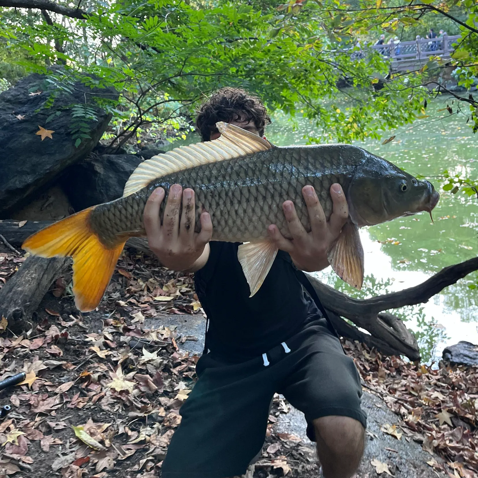 Common carp caught on Fishbrain