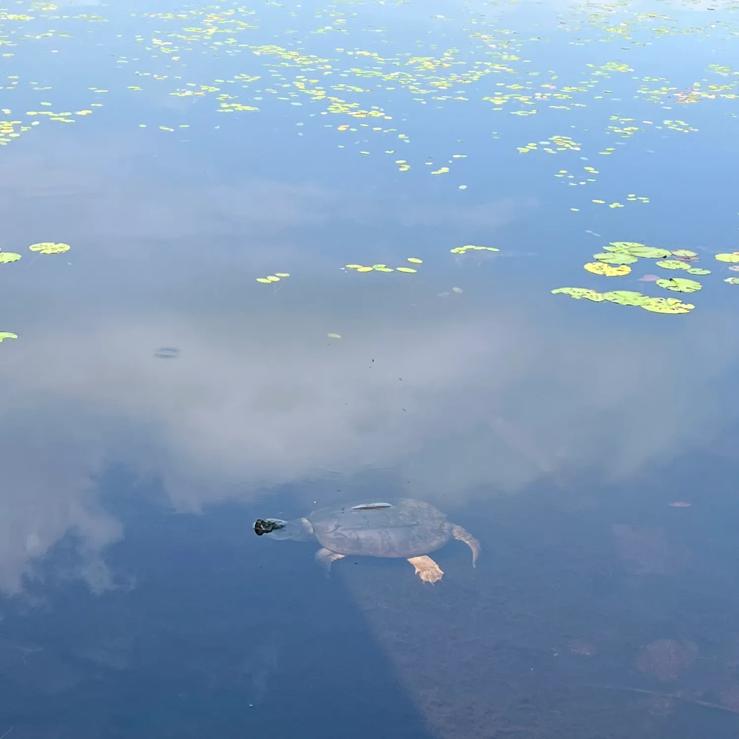 The most recent Shrimp scad catches on Fishbrain