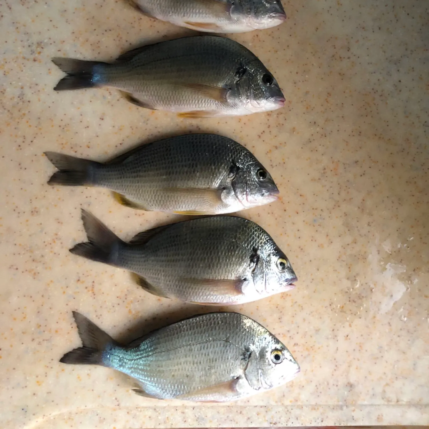 recently logged catches