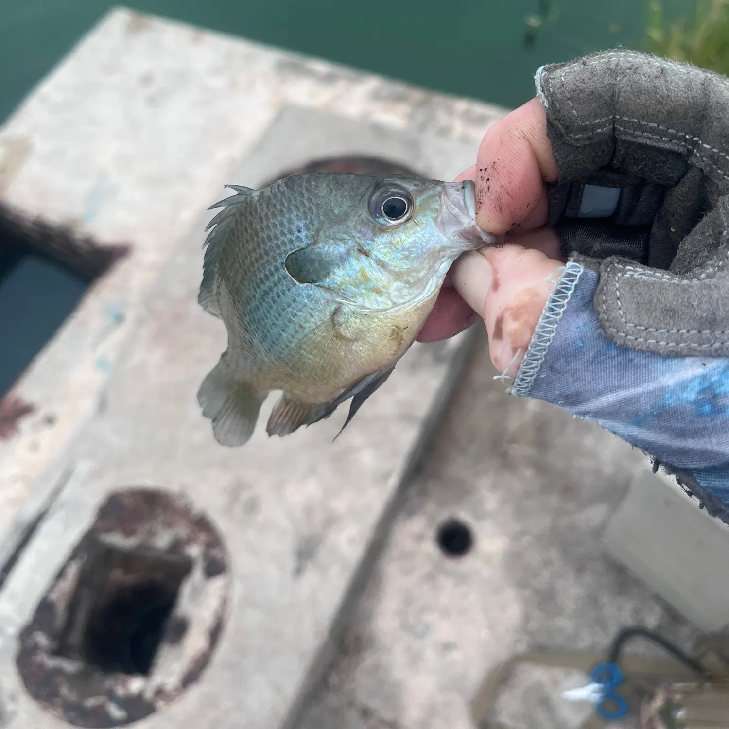 Redbreast sunfish caught on Fishbrain